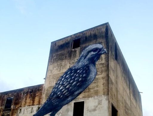Red Tailed Hawk a.k.a Guaraguao
