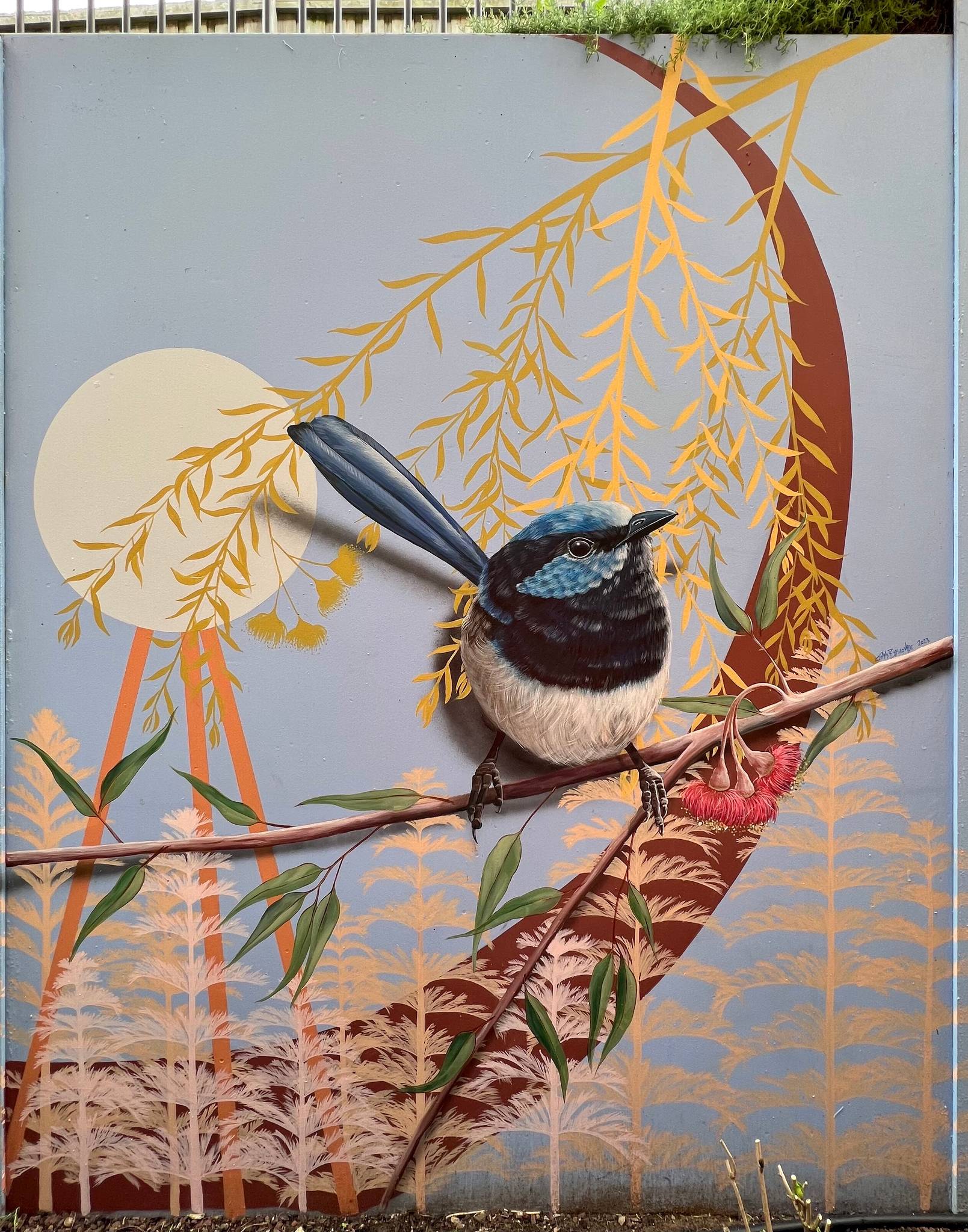 Jimmi Buscombe&mdash;Quest Apartments Superb Blue Fairy Wren