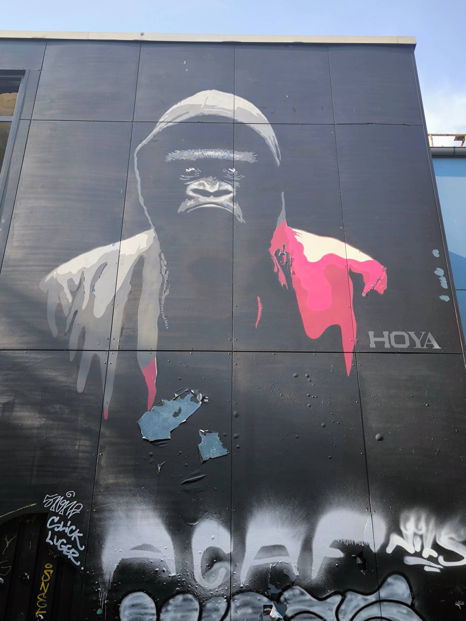 Hoya&mdash;Gorilla