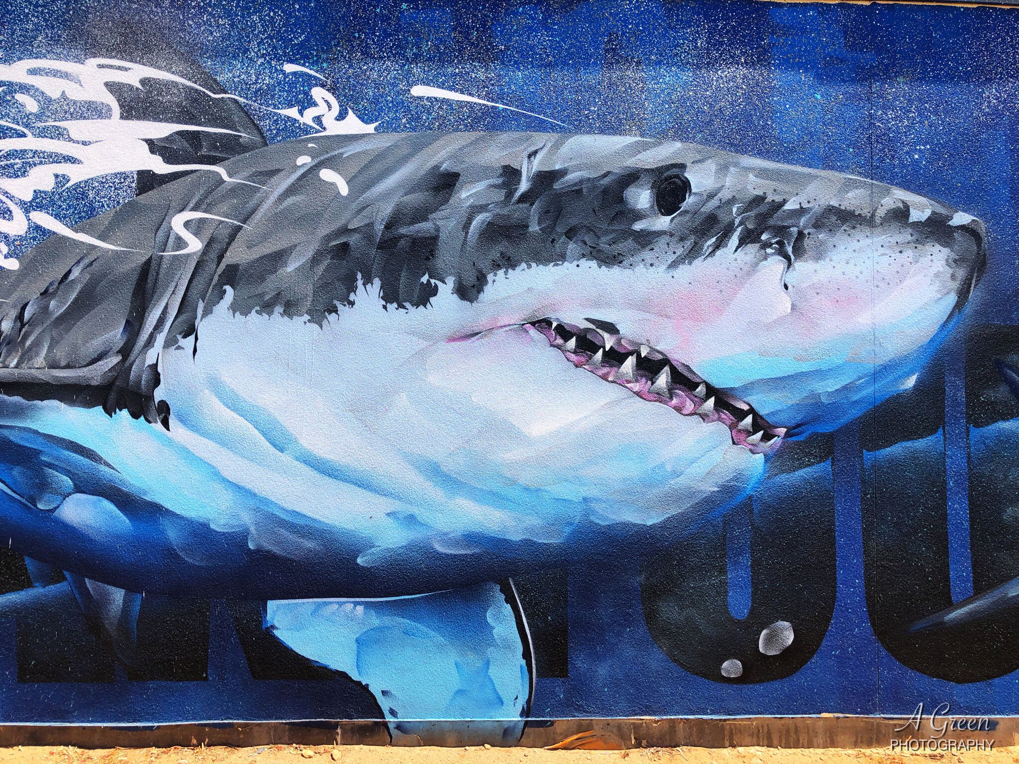 Andrew J Bourke&mdash;Sharks, an ocean without them