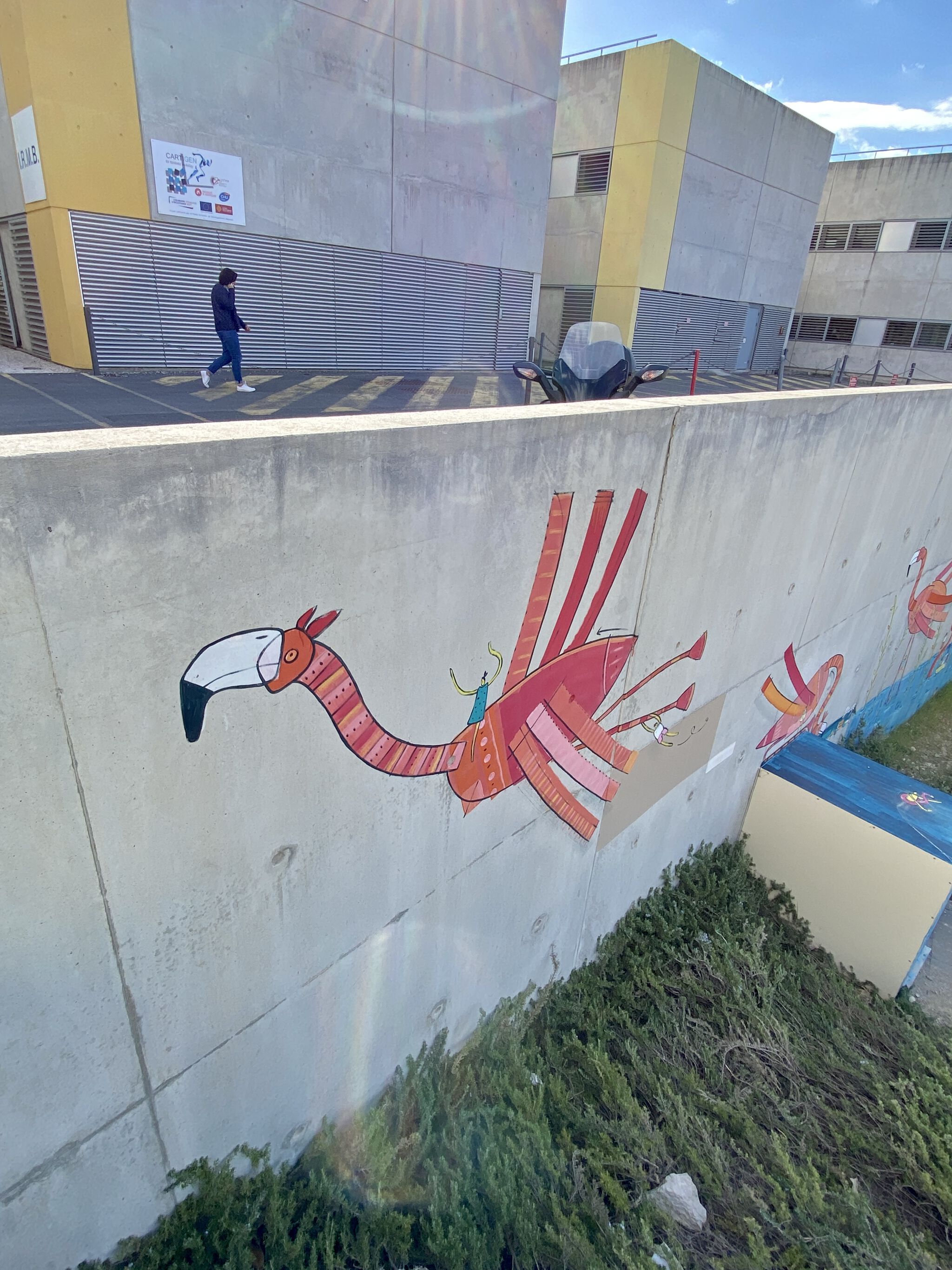 Adec&mdash;Flight of the Flamingos at St Eloi Hospital