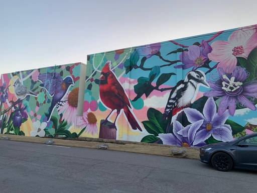Birds