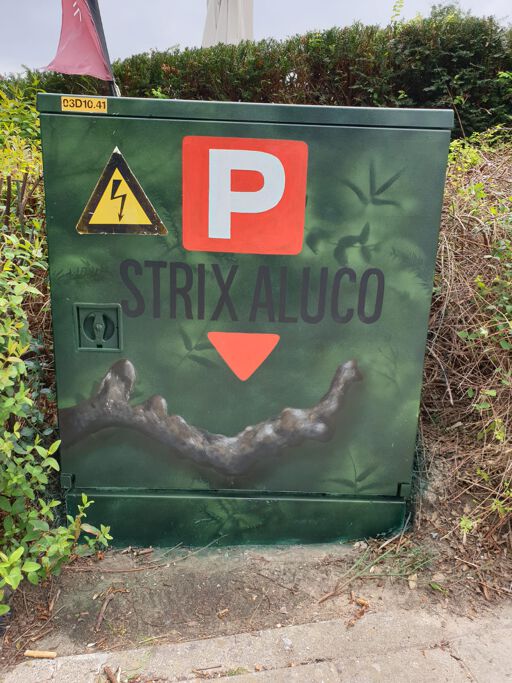 Tour Elentrik - Strix Aluco