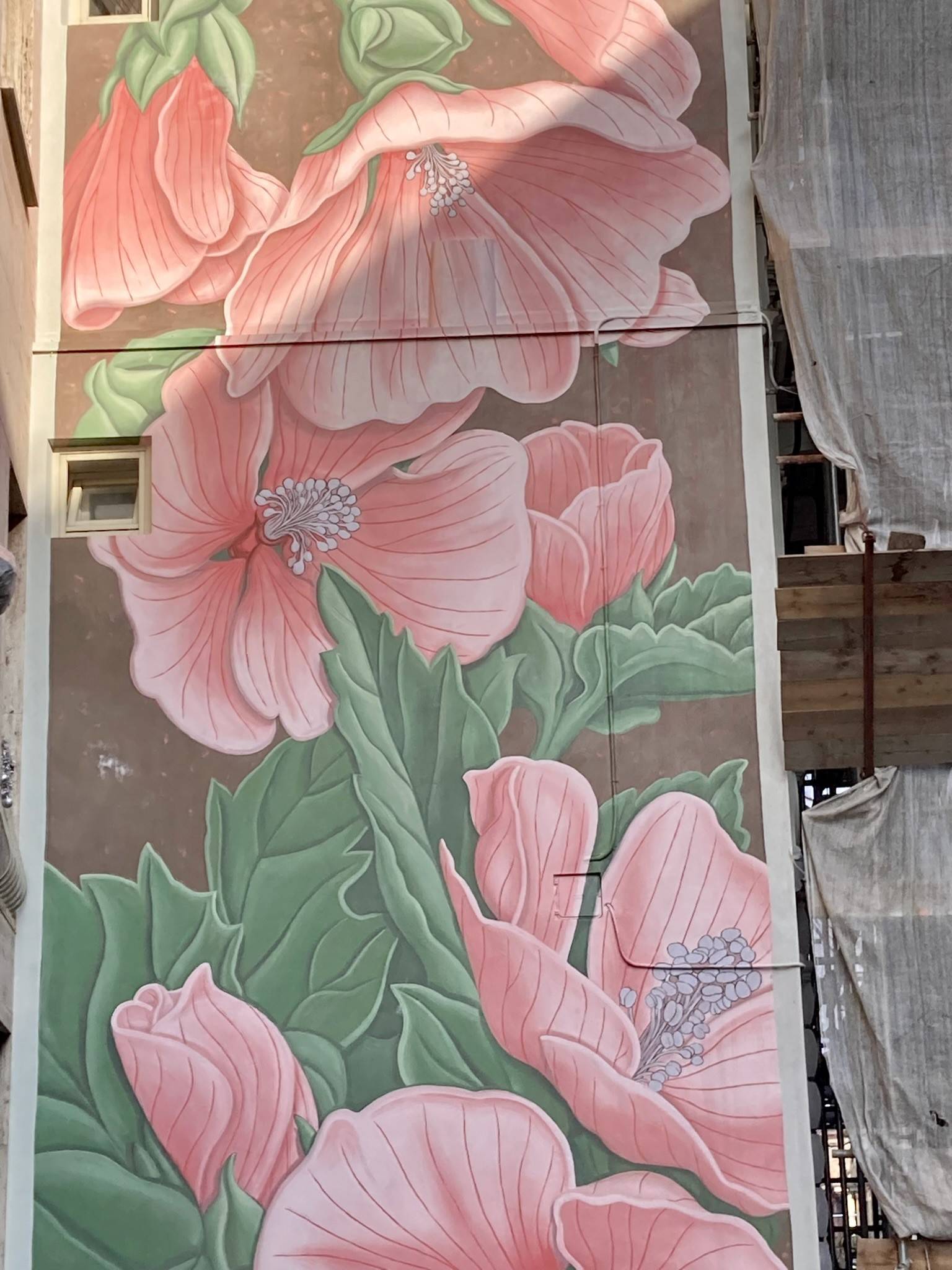 Doa Oa&mdash;Althaea officinalis L.