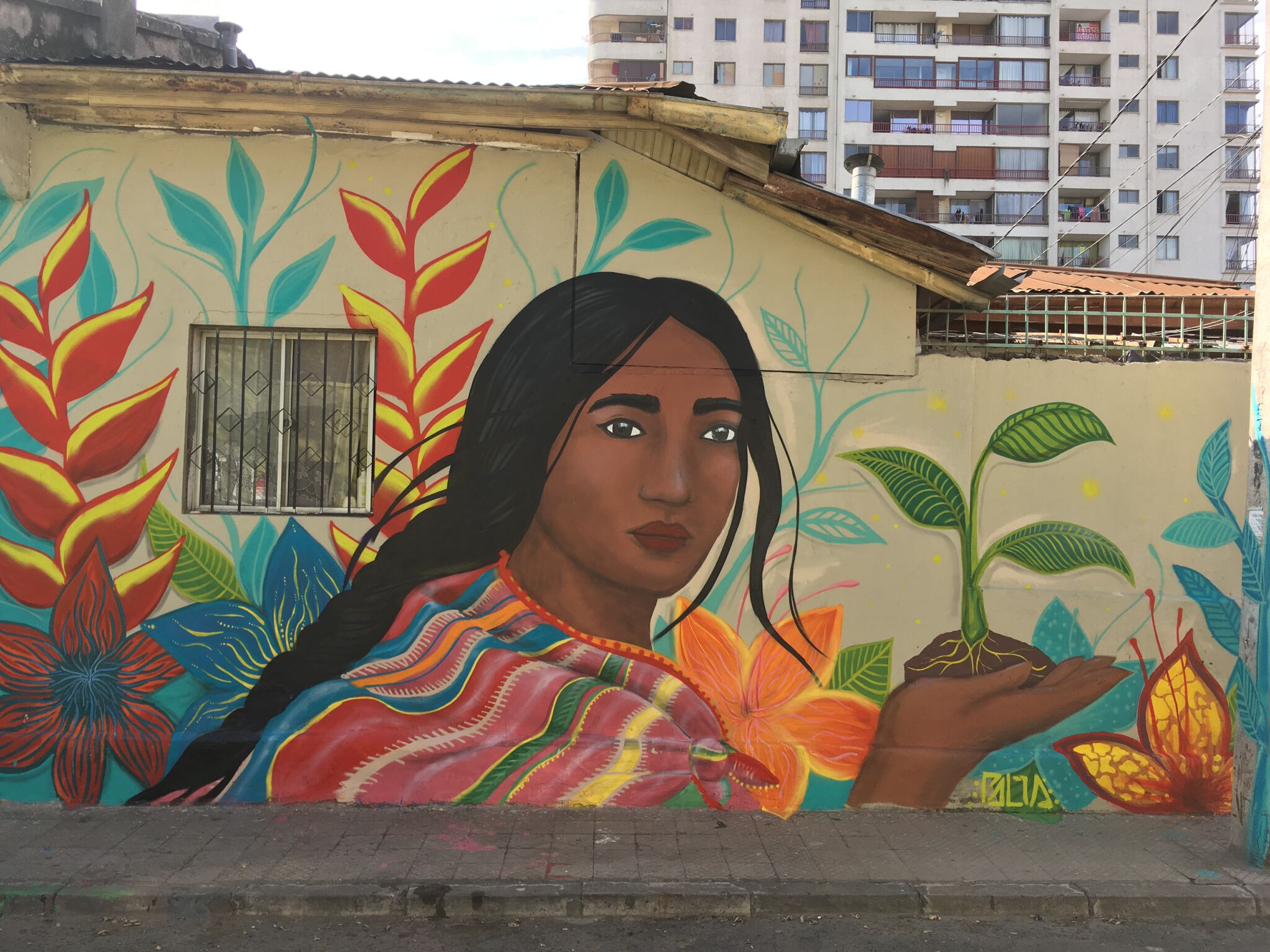 Palta&mdash;"...lo que siembras, cosechas"