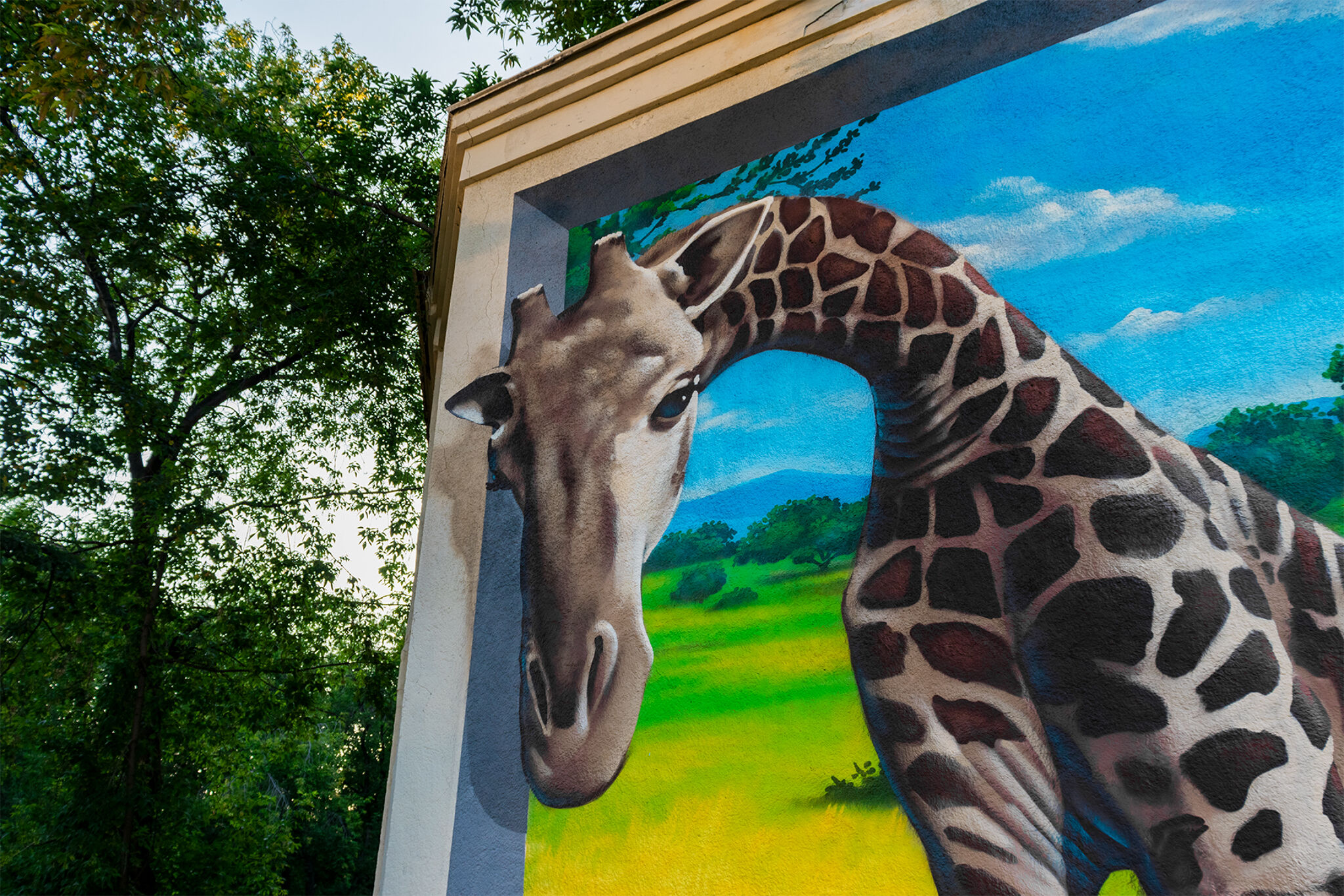Timur Brazil&mdash;Giraffes