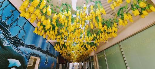 Kowhai Grove