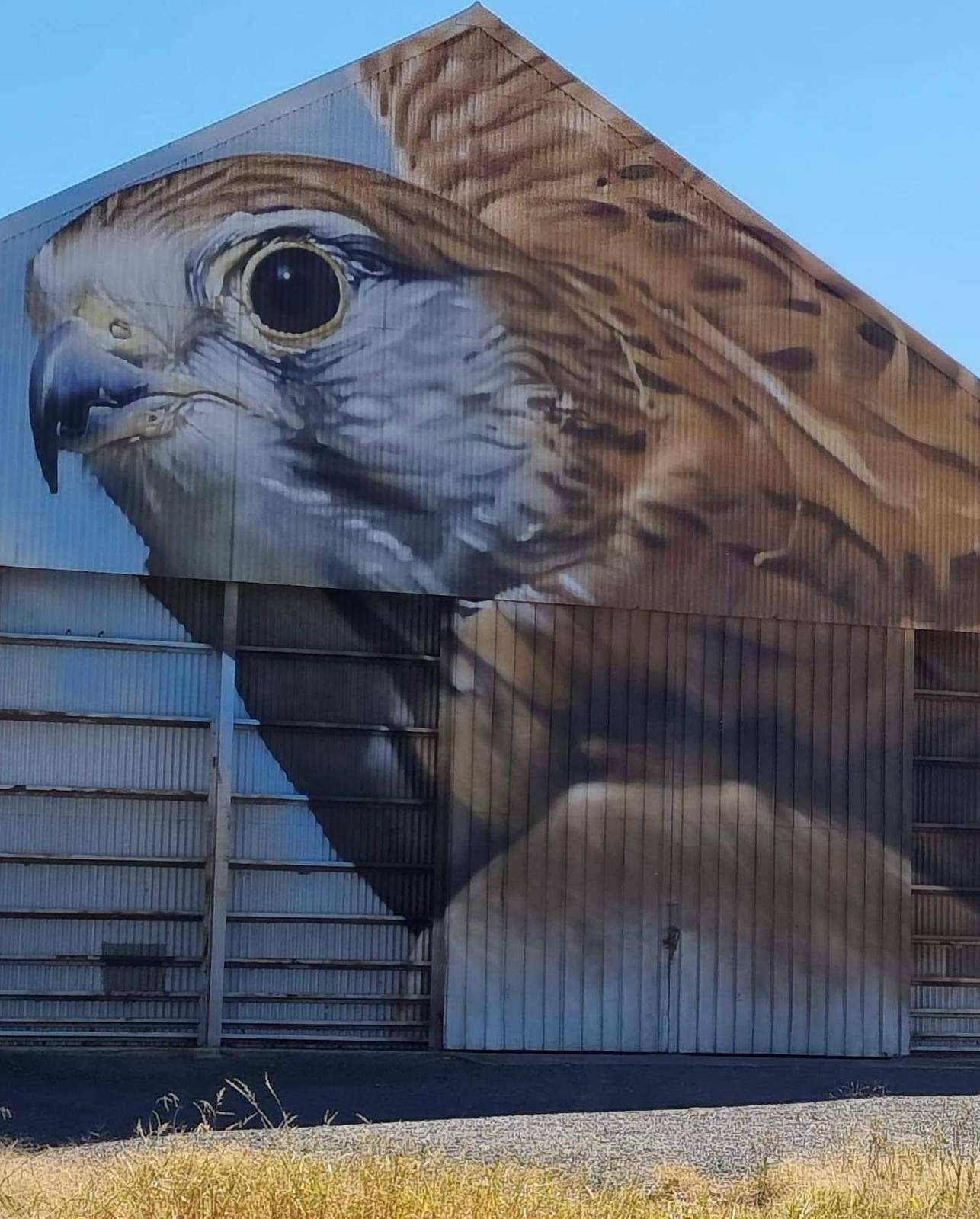 Dvate&mdash;"Rusty " Nankeen Kestrel