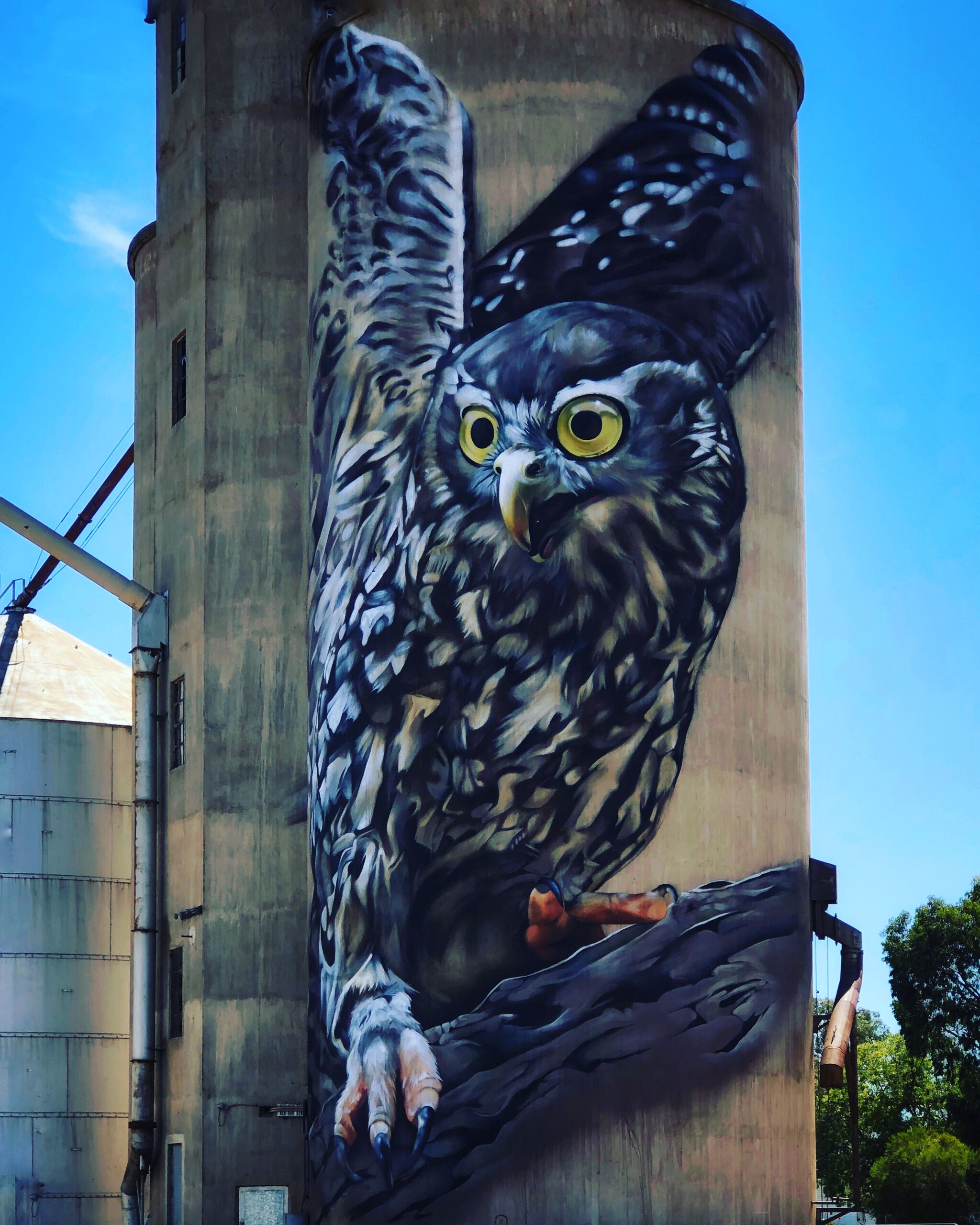 Dvate&mdash;Millibai the Barking Owl