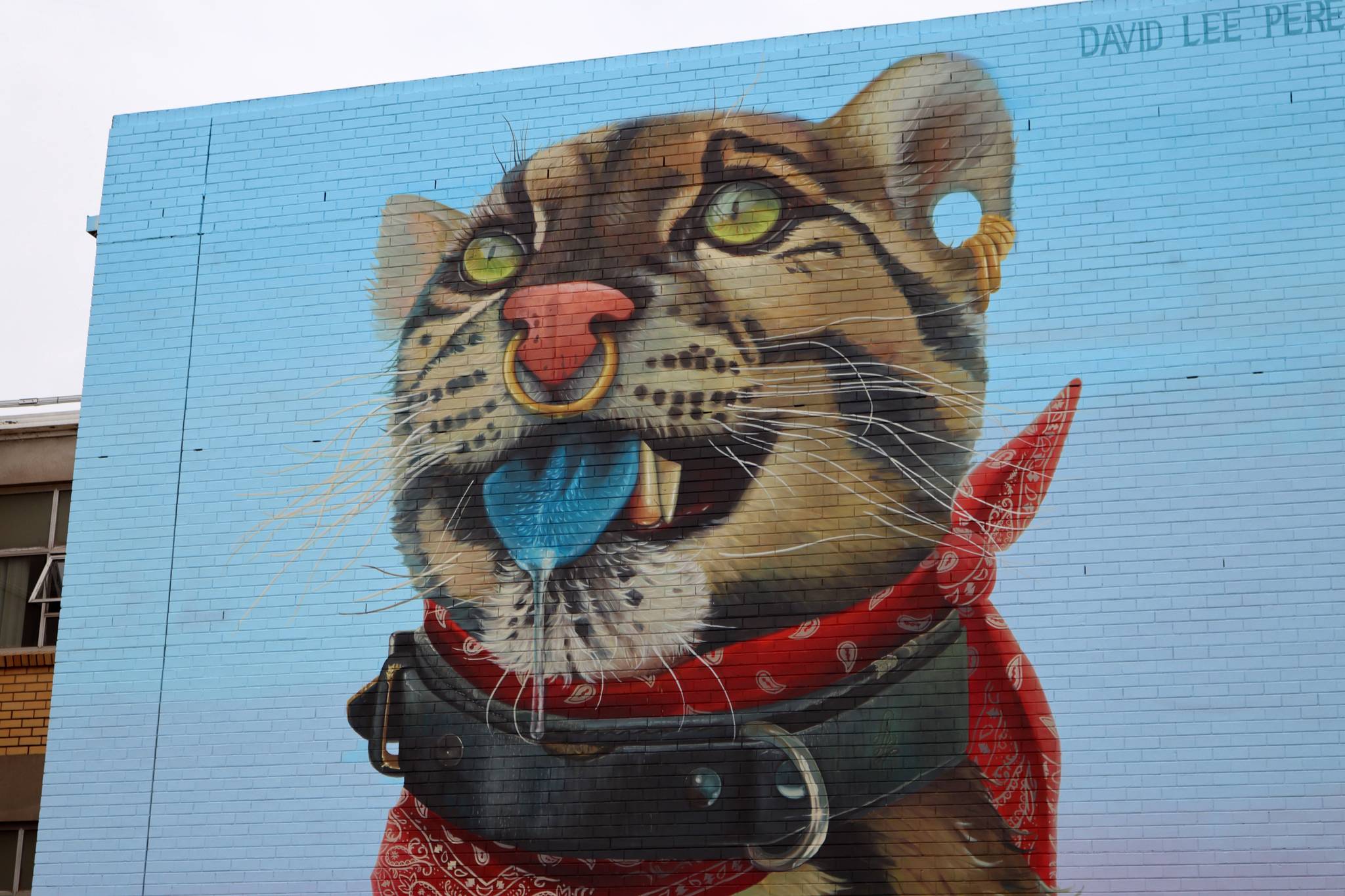David Lee Pereira&mdash;Wild Cat with Blue Tongue