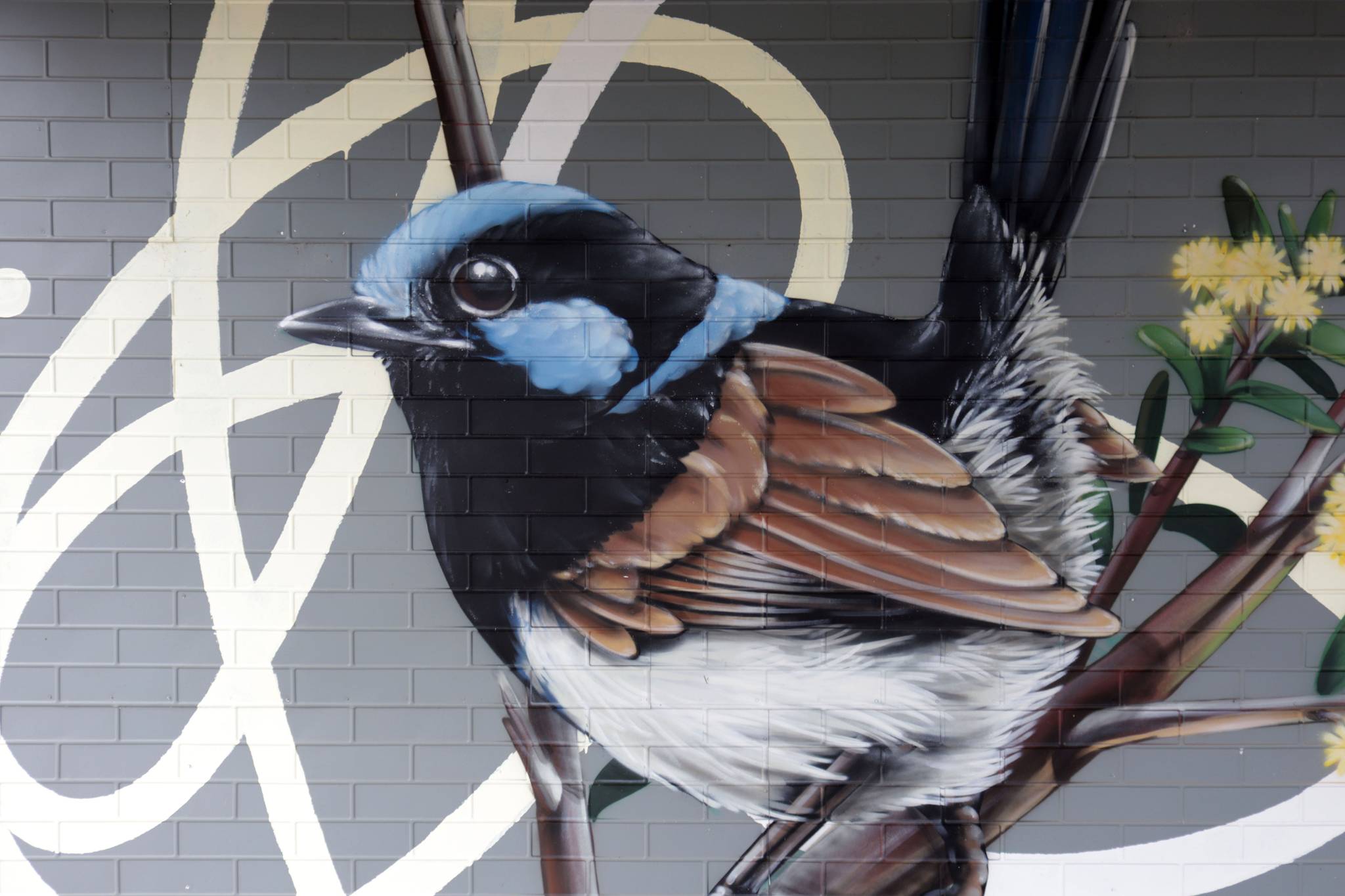 Thomas Jackson&mdash;Superb Fairy Wren and Gold Dust Wattle