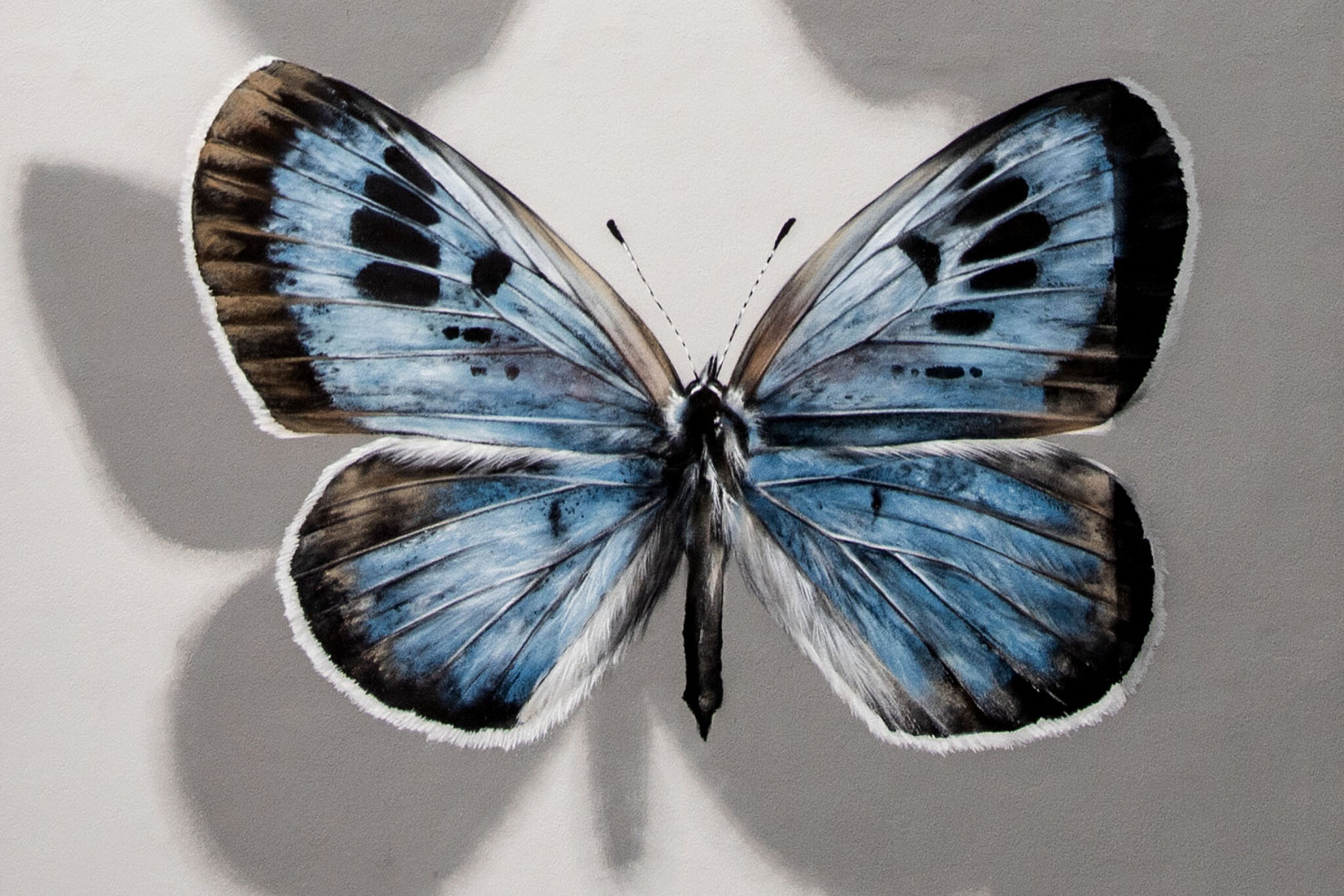 Mantra&mdash;The most beautiful butterflies of the city