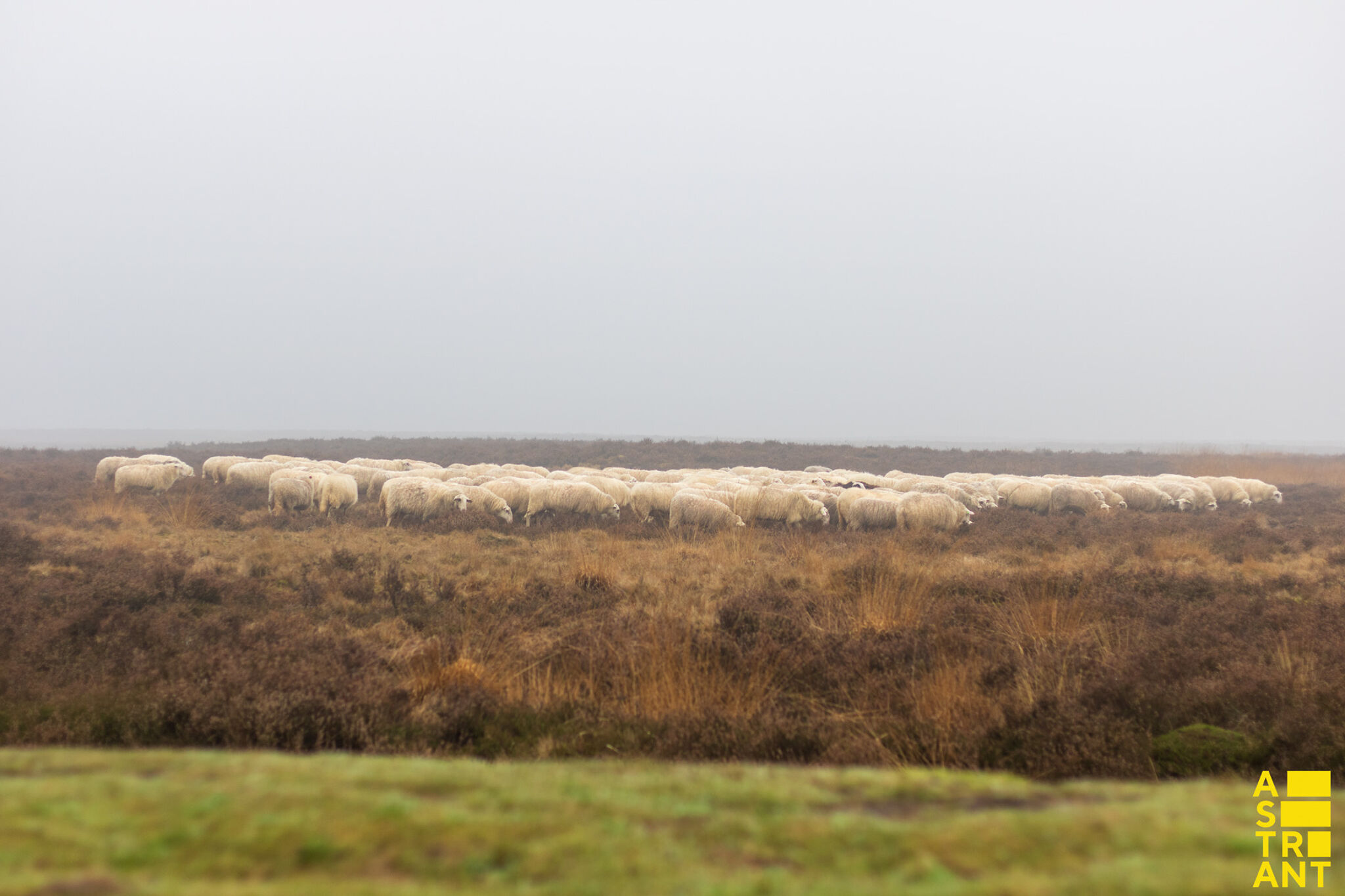 Klaas Lageweg, Derm Bad Taste, SIMO&mdash;Airborne - Ginkelse Heide 2021