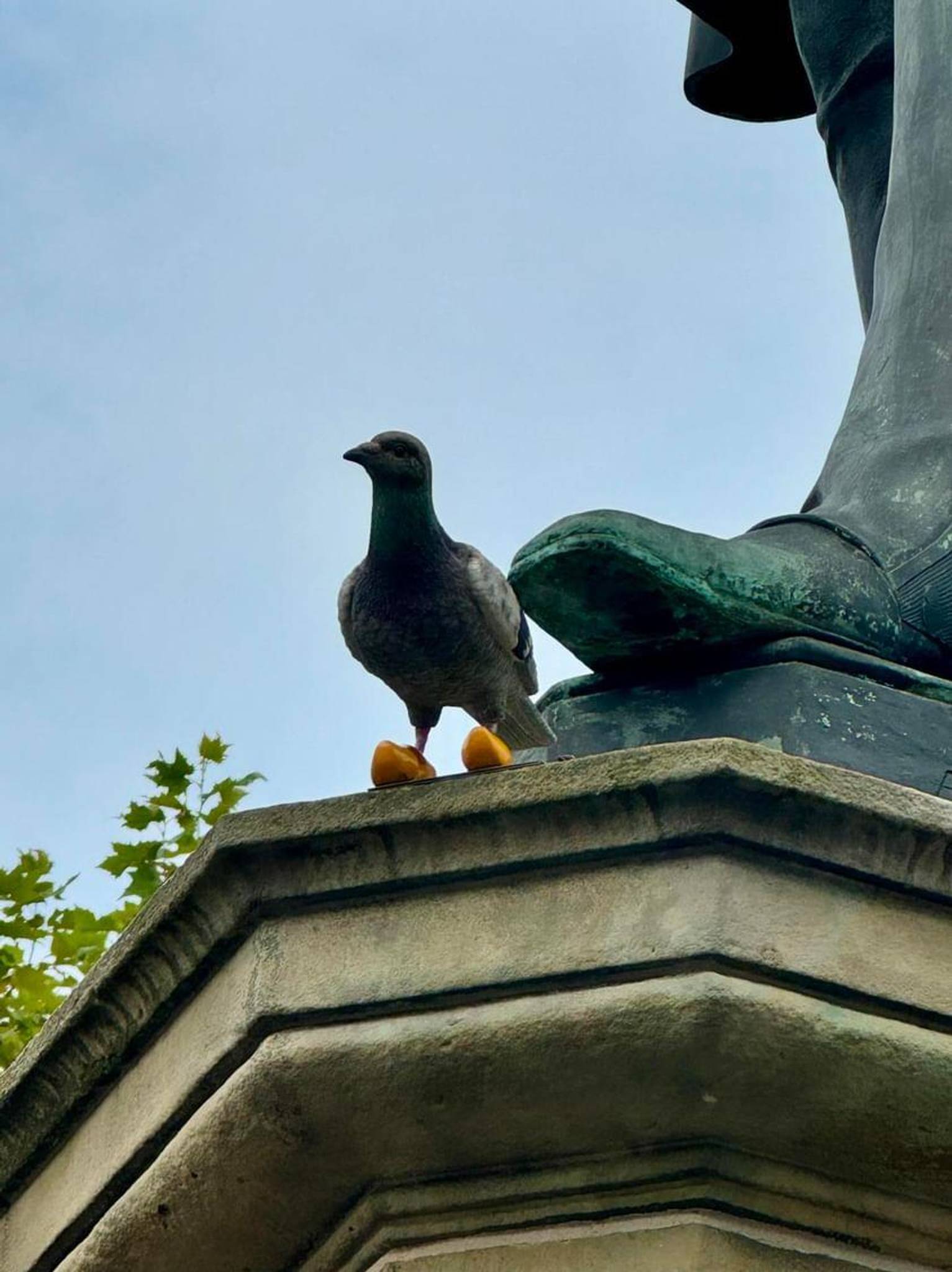 Frankey&mdash;Dutch pigeon