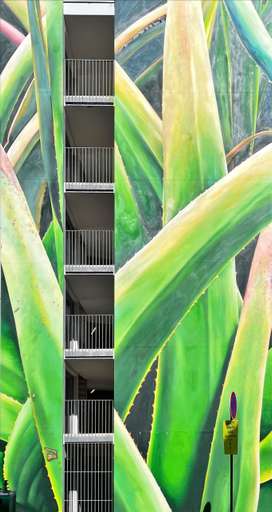 Dancing Aloe