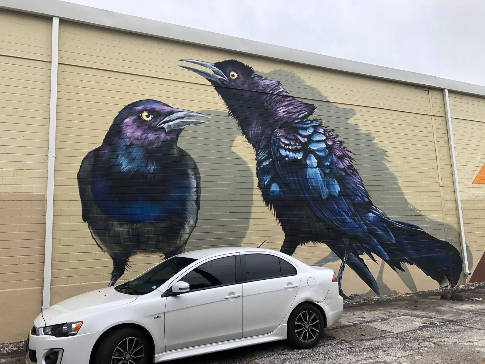 Anat Ronen&mdash;Grackles/blackbirds/annoying parking lot birds