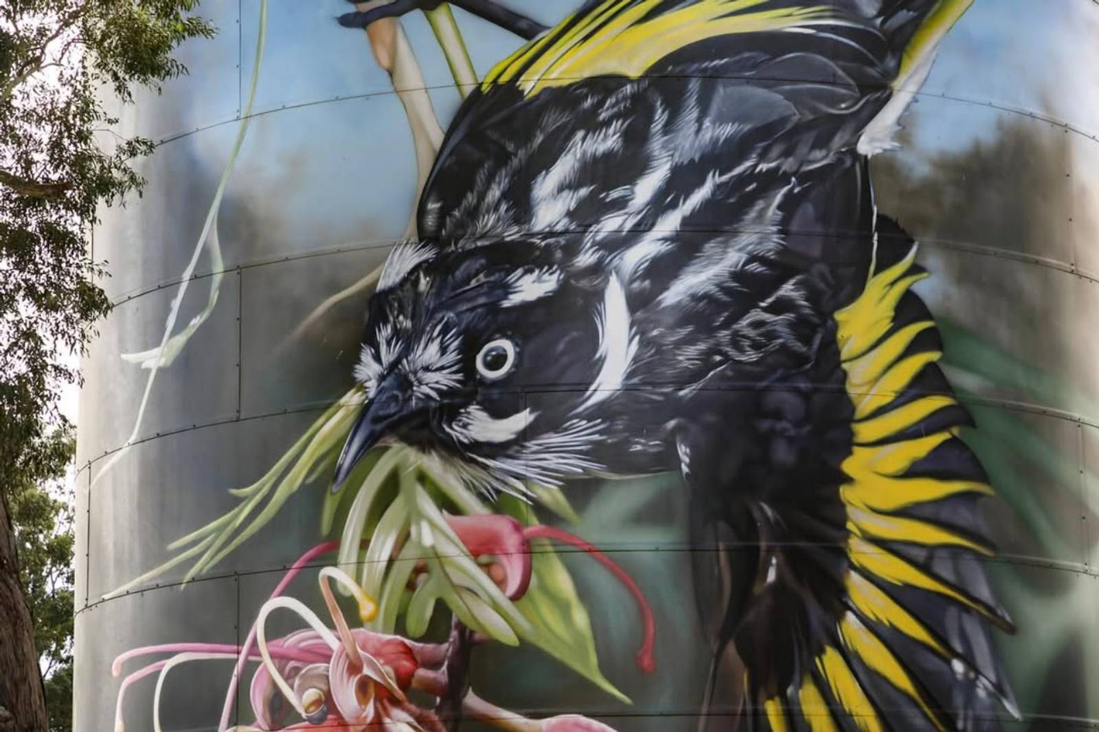 Dvate&mdash;New Holland Honeyeater on Grevillea