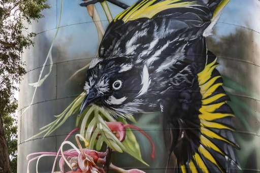 New Holland Honeyeater on Grevillea