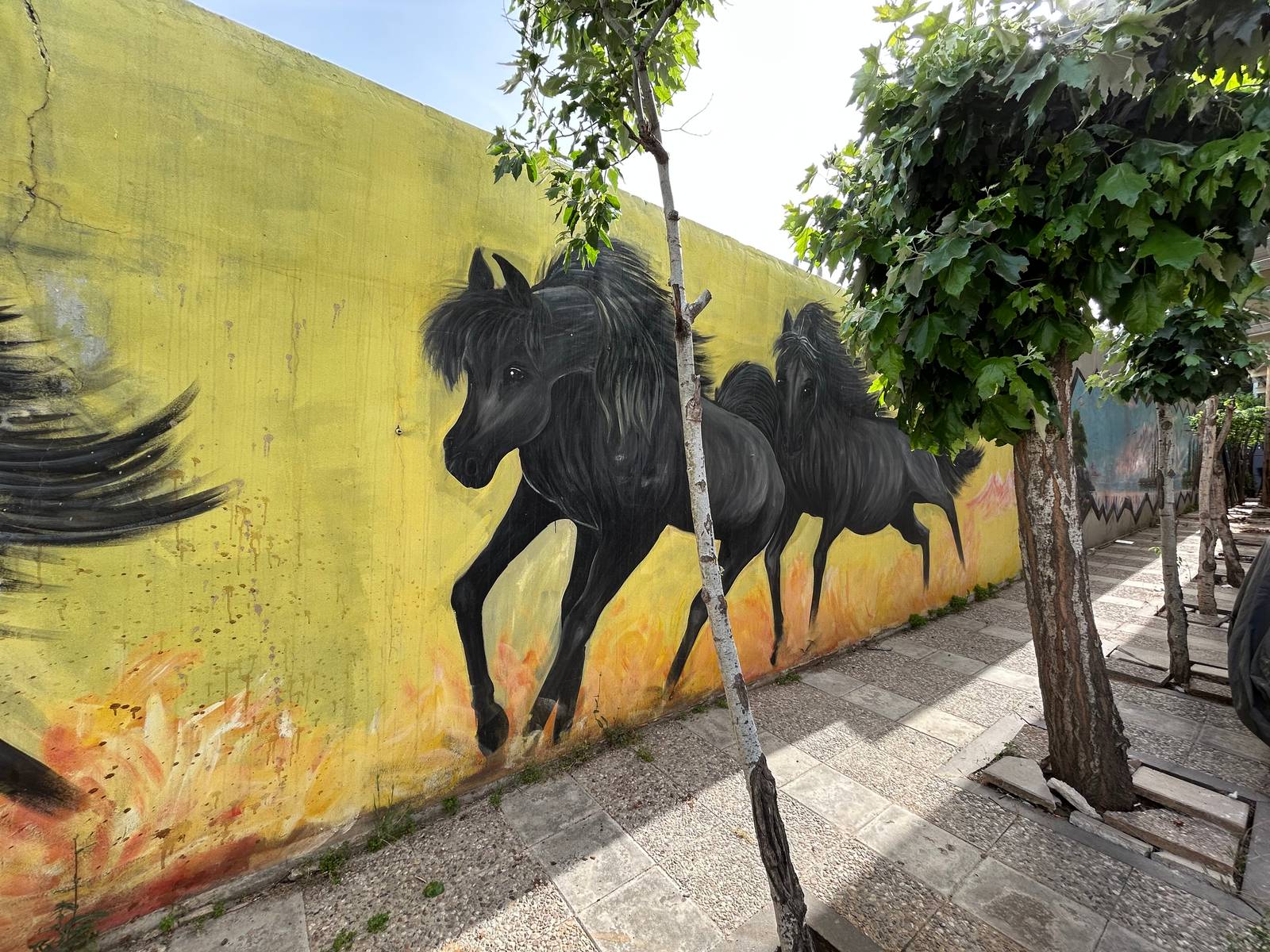 Abu Rashed&mdash;Black stallions