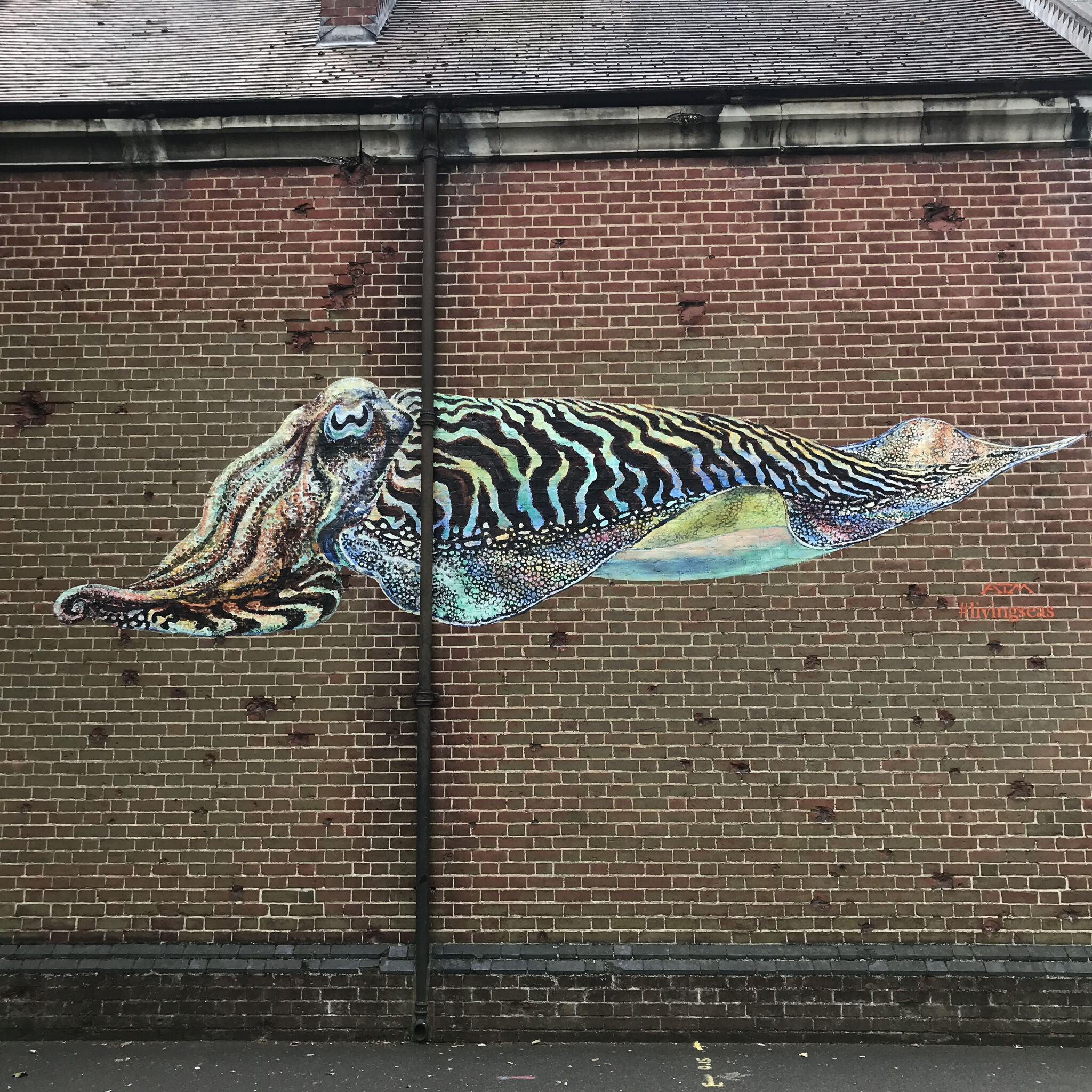 ATM&mdash;Cuttle Fish