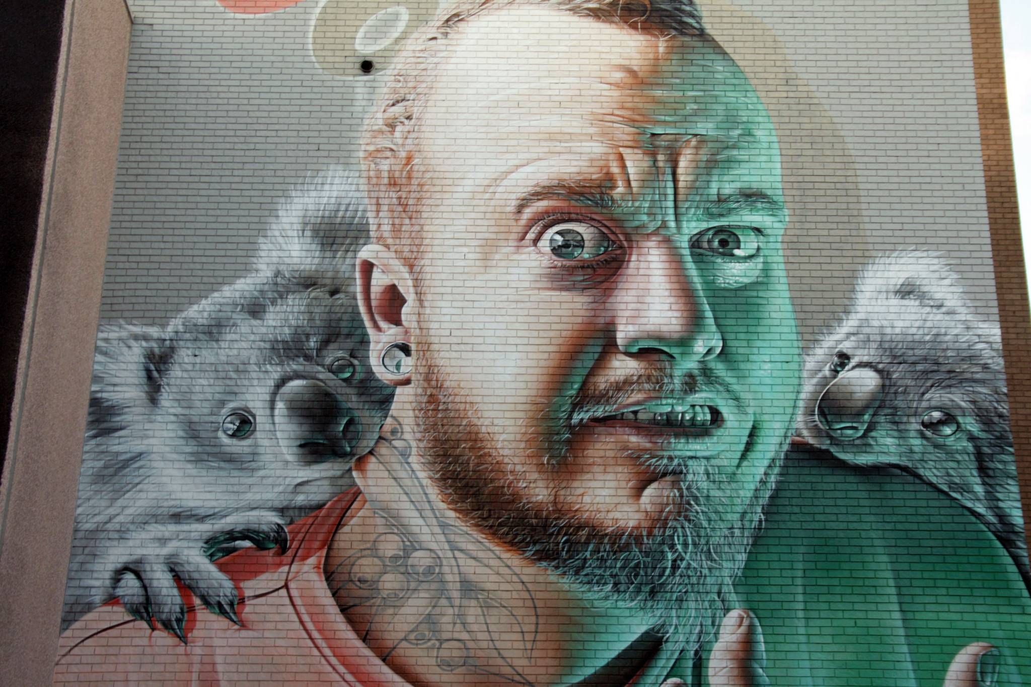 Smug&mdash;Koalas