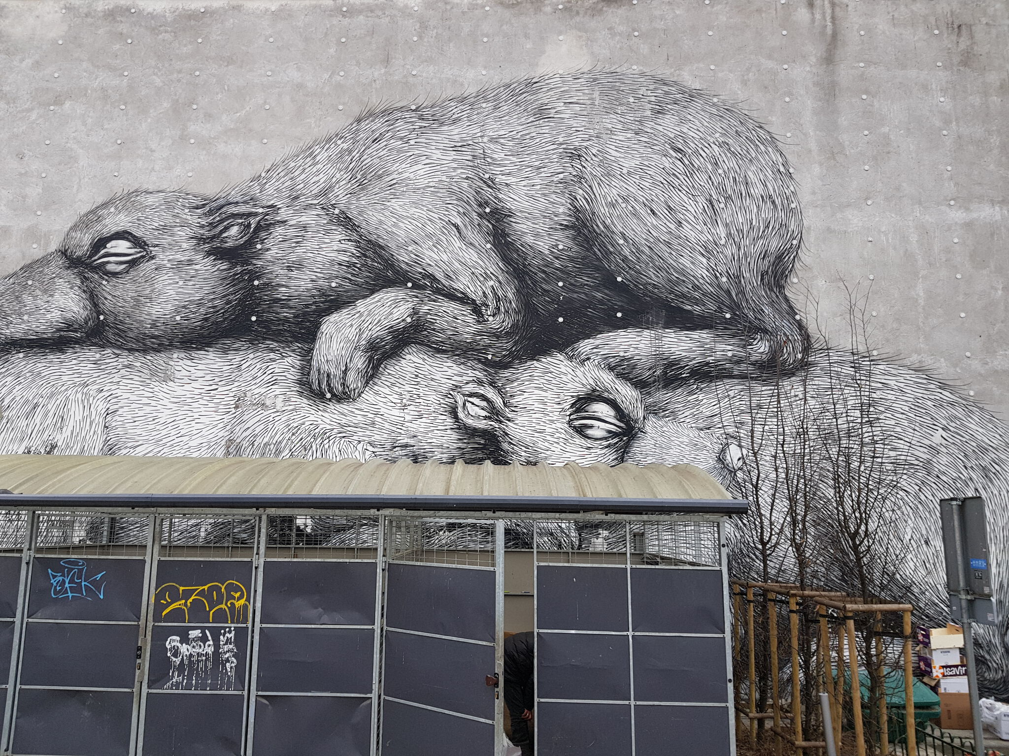 Roa&mdash;Niedźwiedzie brunatne
