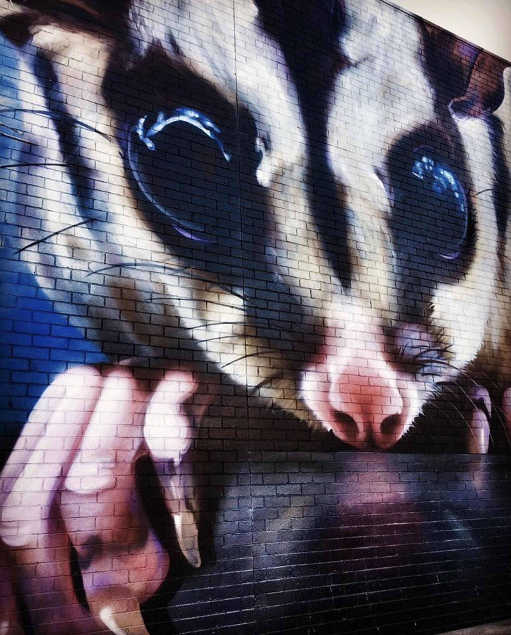 Dvate&mdash;Squirrel Glider & Leafy Templetonia