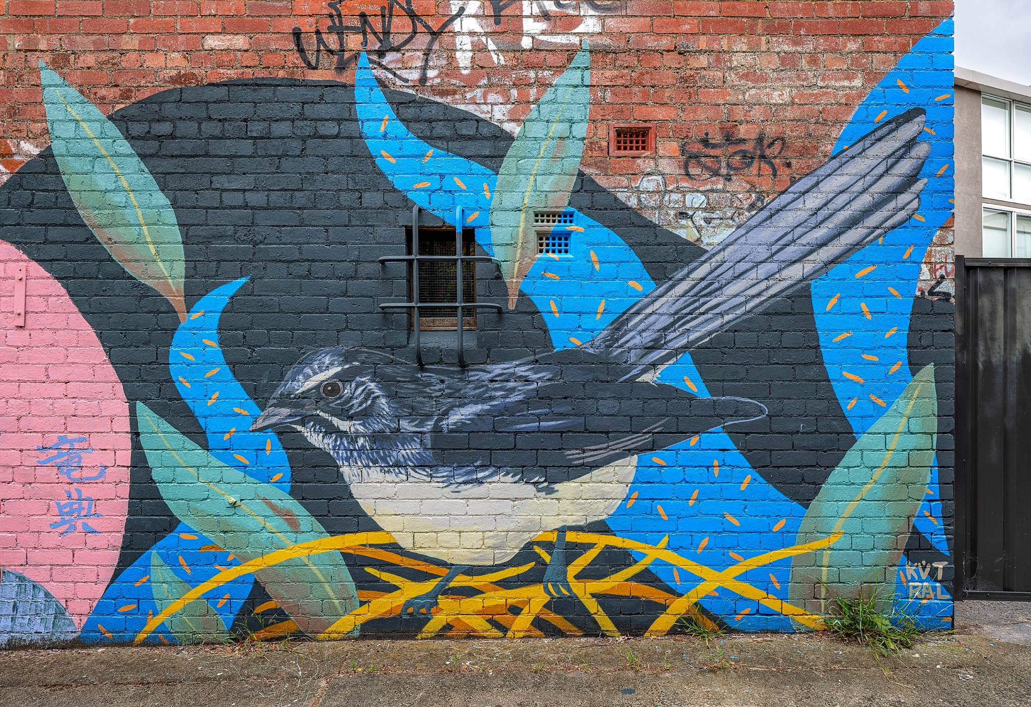 Kütral Ari &mdash;Willie Wagtail