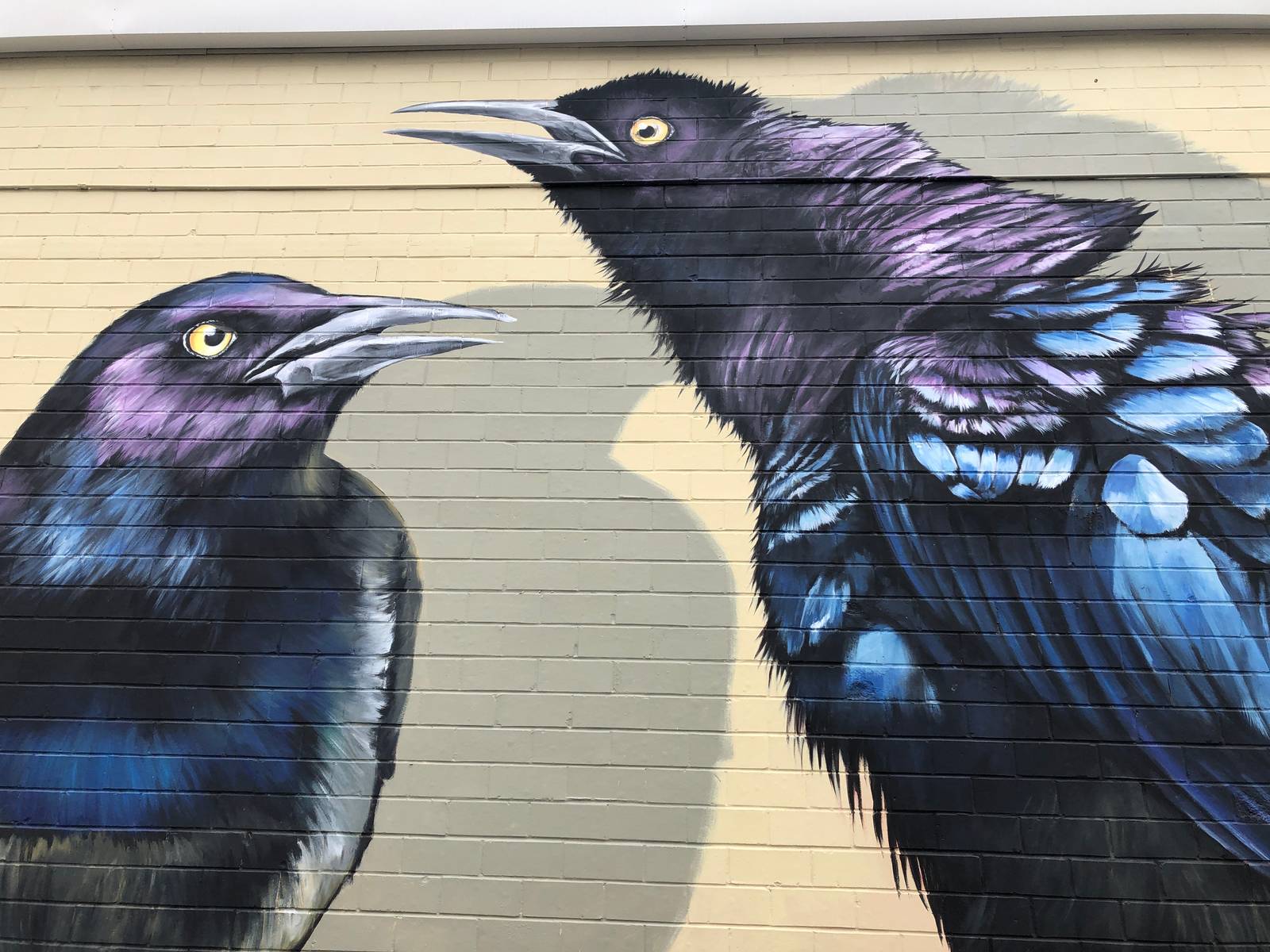 Anat Ronen&mdash;Grackles/blackbirds/annoying parking lot birds