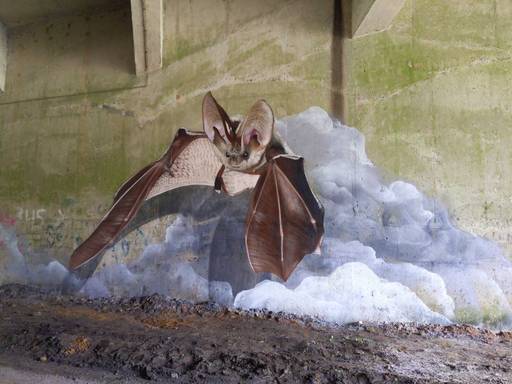 Urban Animals