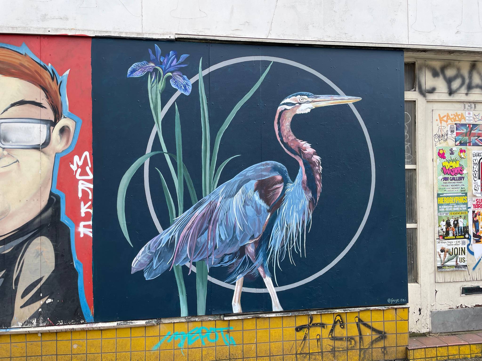 Faye Rai&mdash;Purple heron