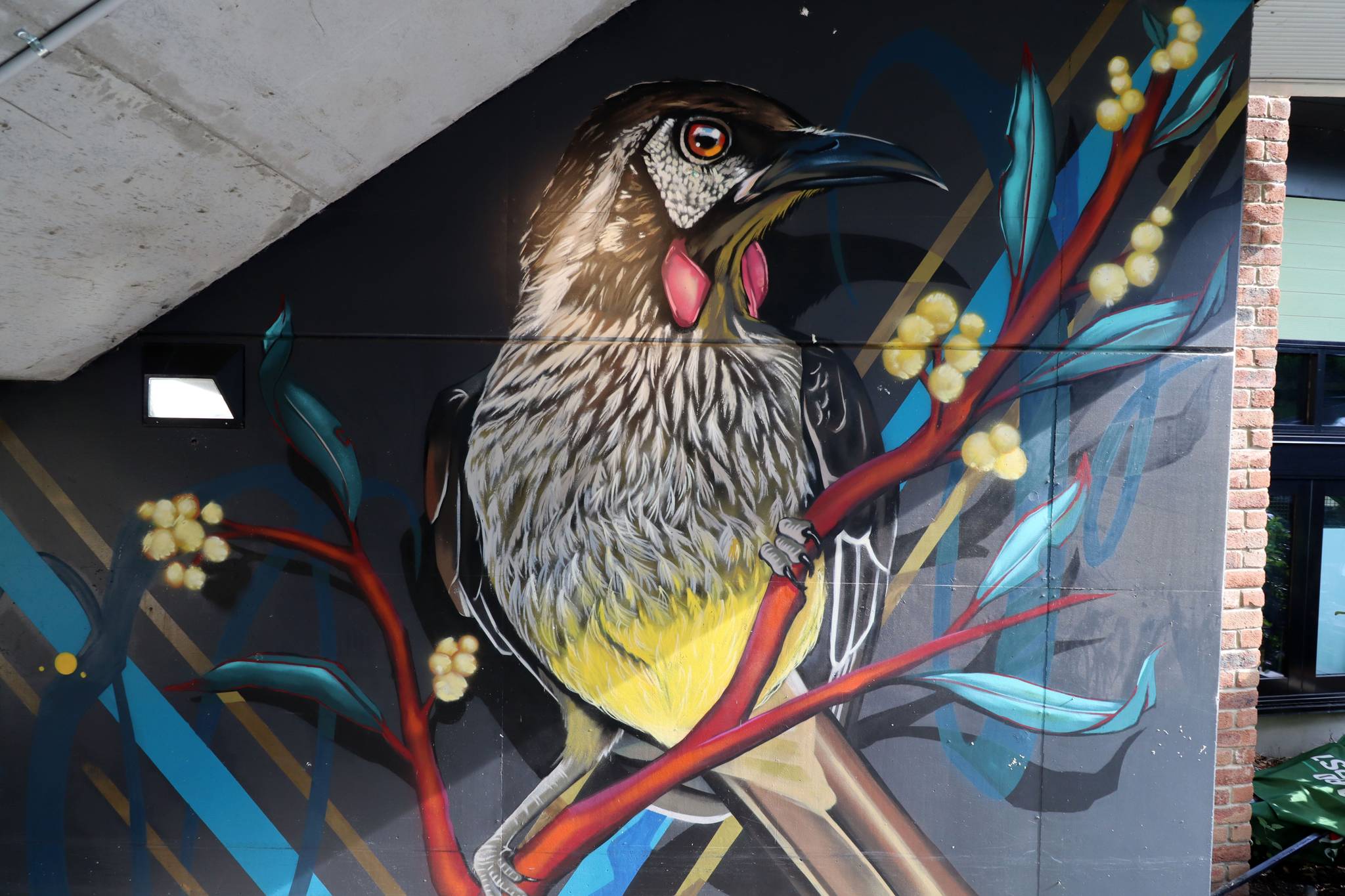Smalls&mdash;Red Wattlebird and Australian Wattle