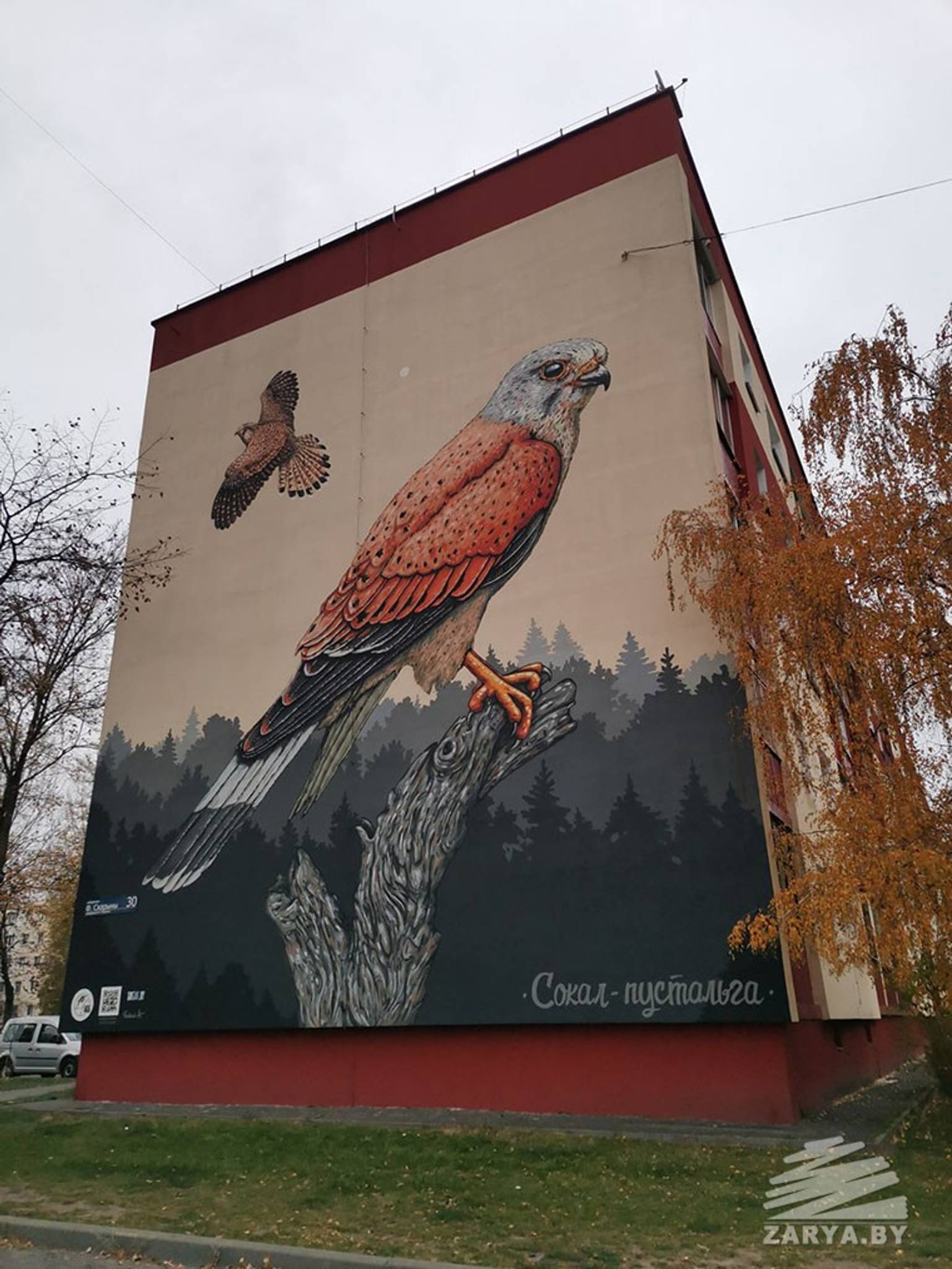KONTRA (TAKTAK crew)&mdash;Common kestrel