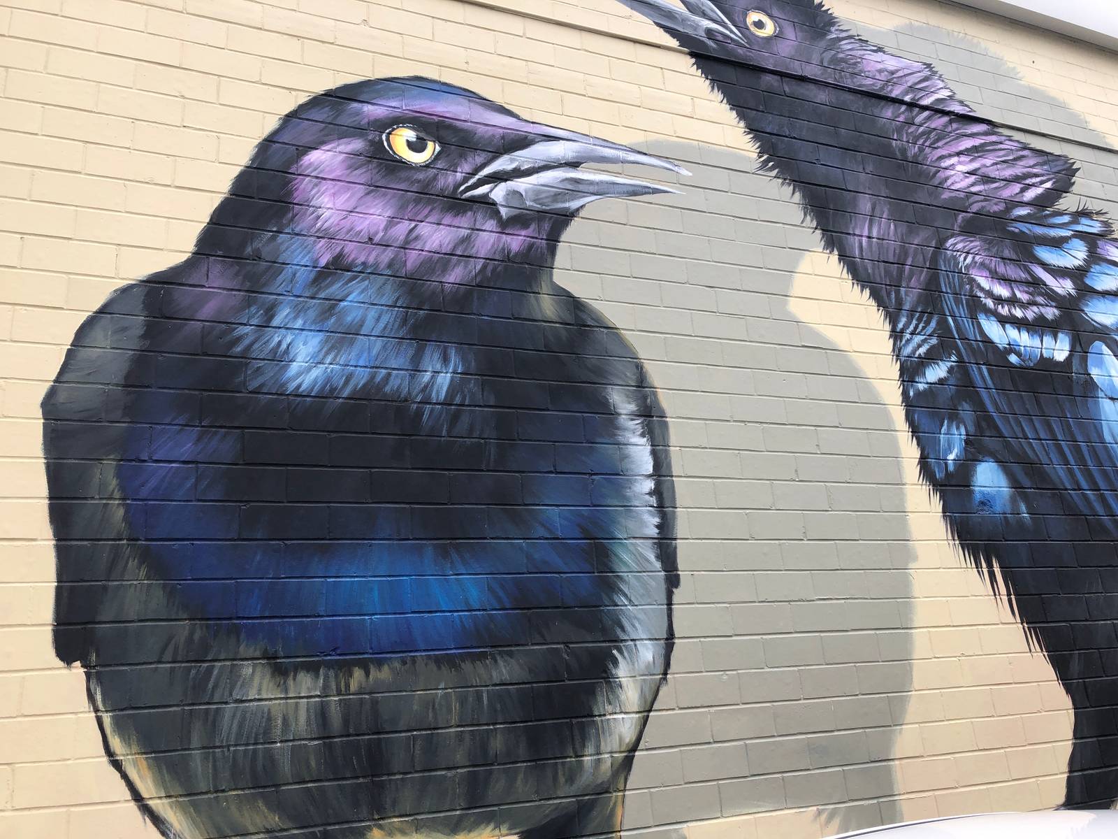 Anat Ronen&mdash;Grackles/blackbirds/annoying parking lot birds