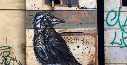 black bird