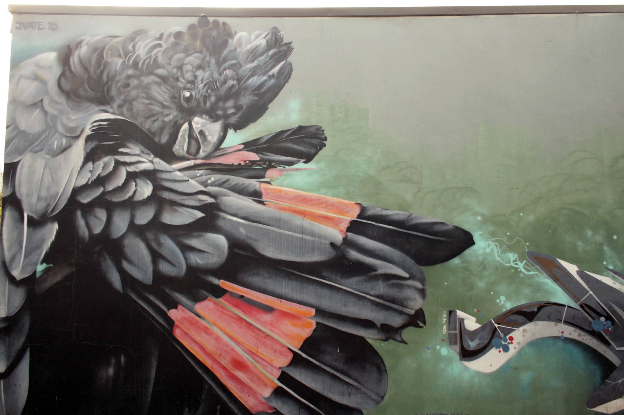 Dvate&mdash;Glossy Black Cockatoo