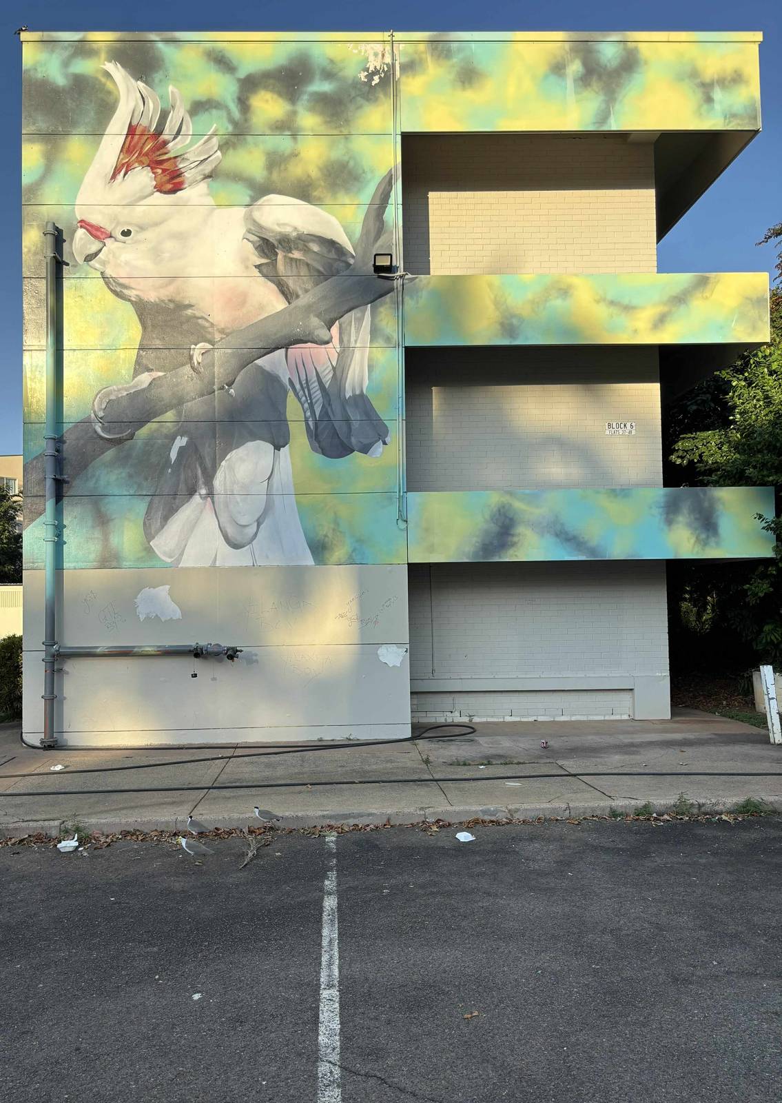 David Collins&mdash;Pink Cockatoo