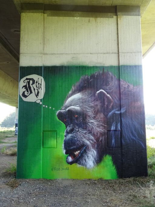 Gorilla
