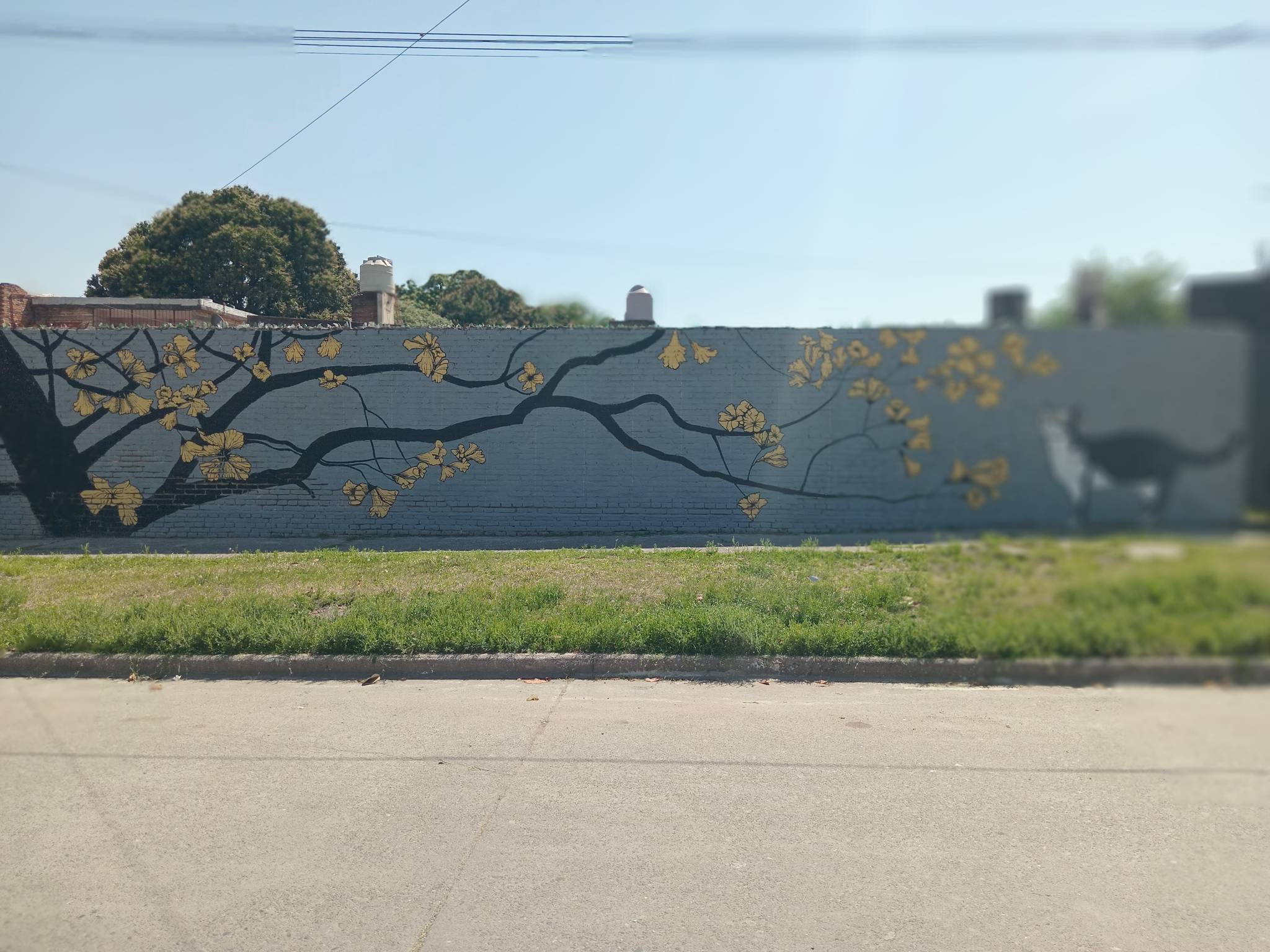 Pablo Guiot&mdash;Yellow trumpet tree and cat