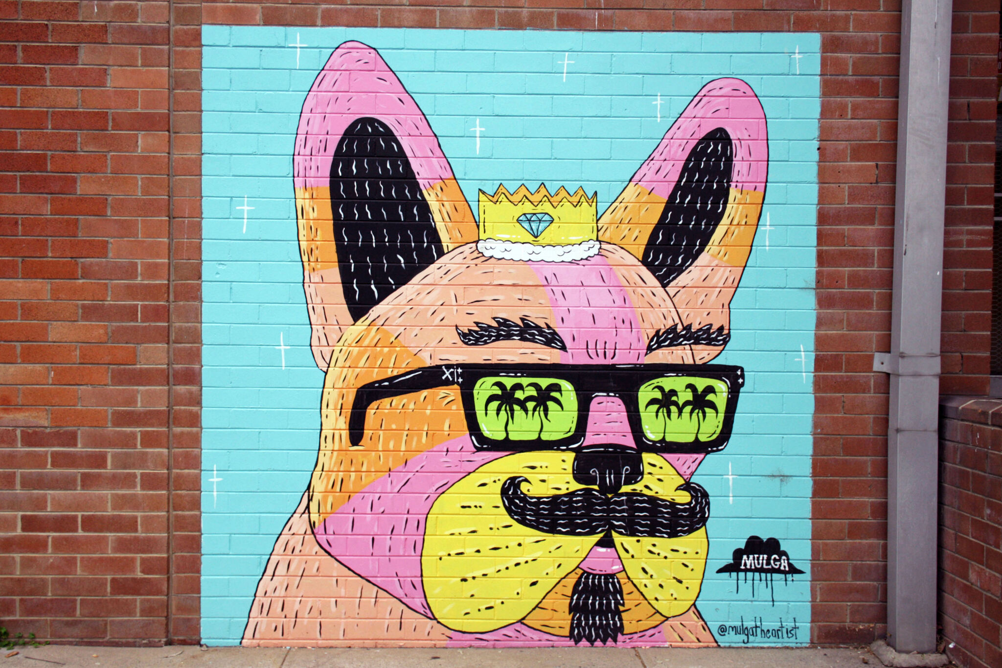 Mulga&mdash;King Andre the French Bulldog
