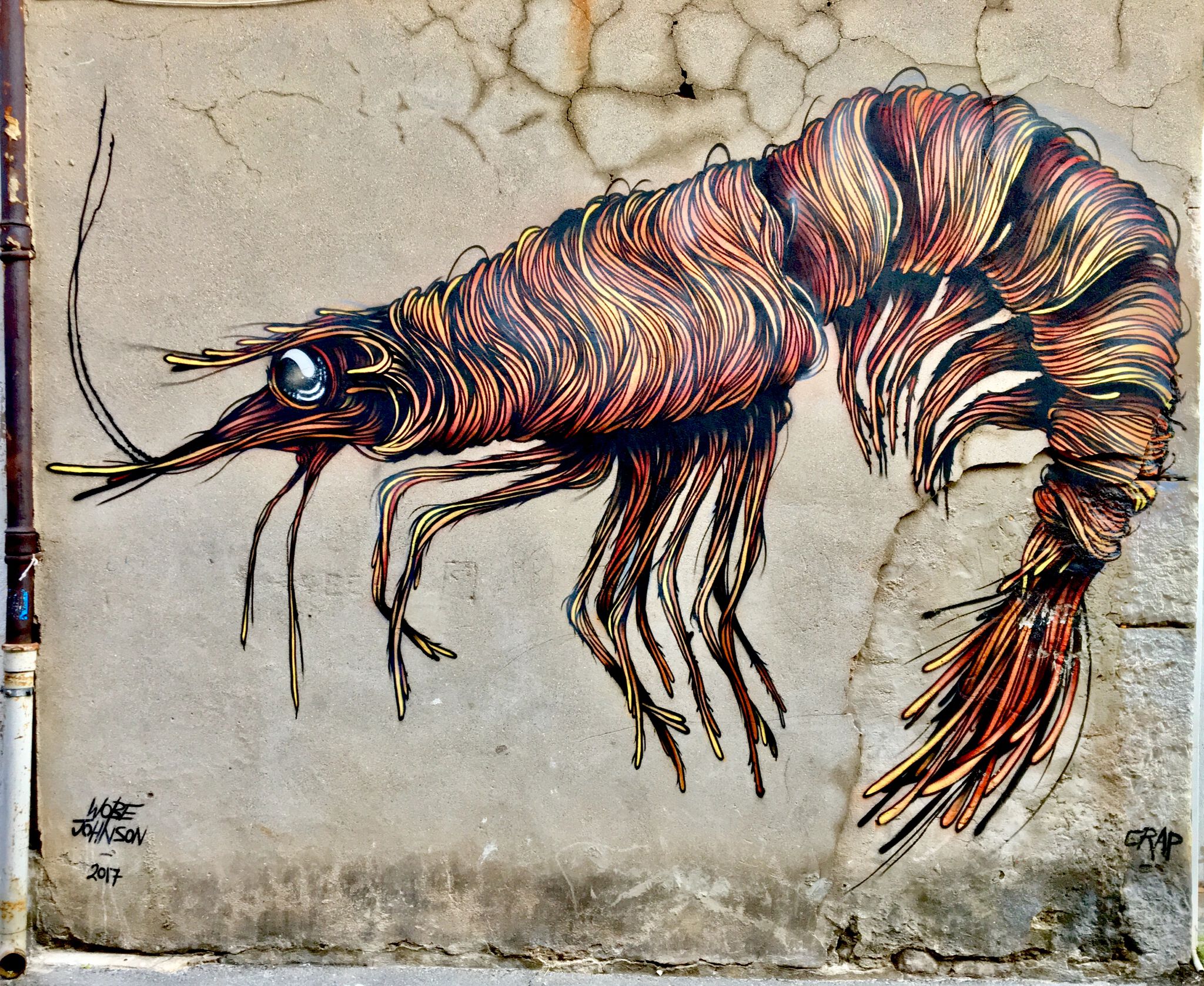 Wobe Johnson&mdash;Shrimp