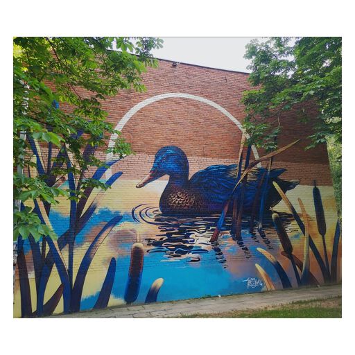 Duck