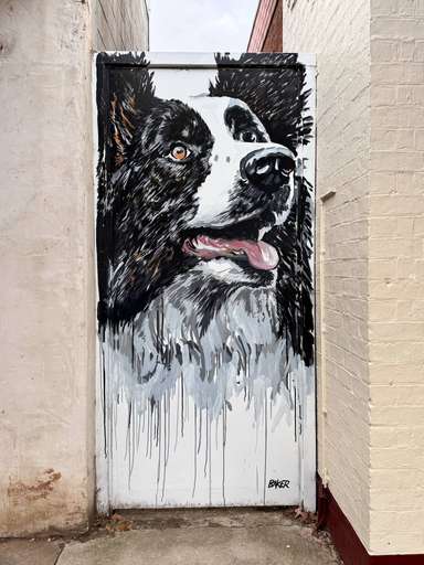 Border Collie