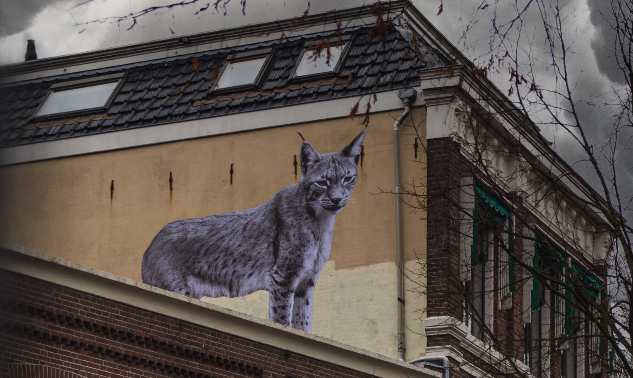 SONAC&mdash;The Lynx