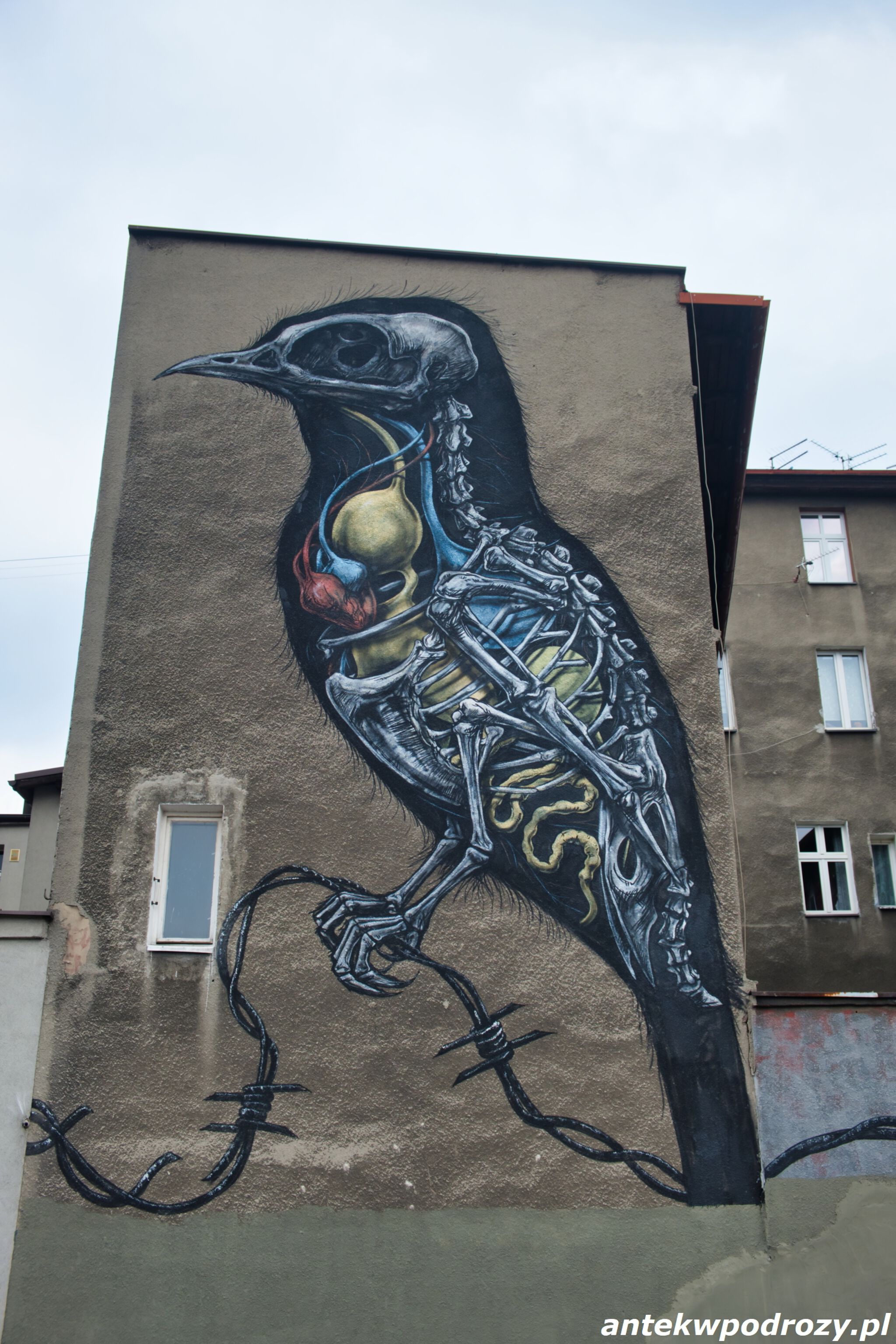 Roa&mdash;Ptaki
