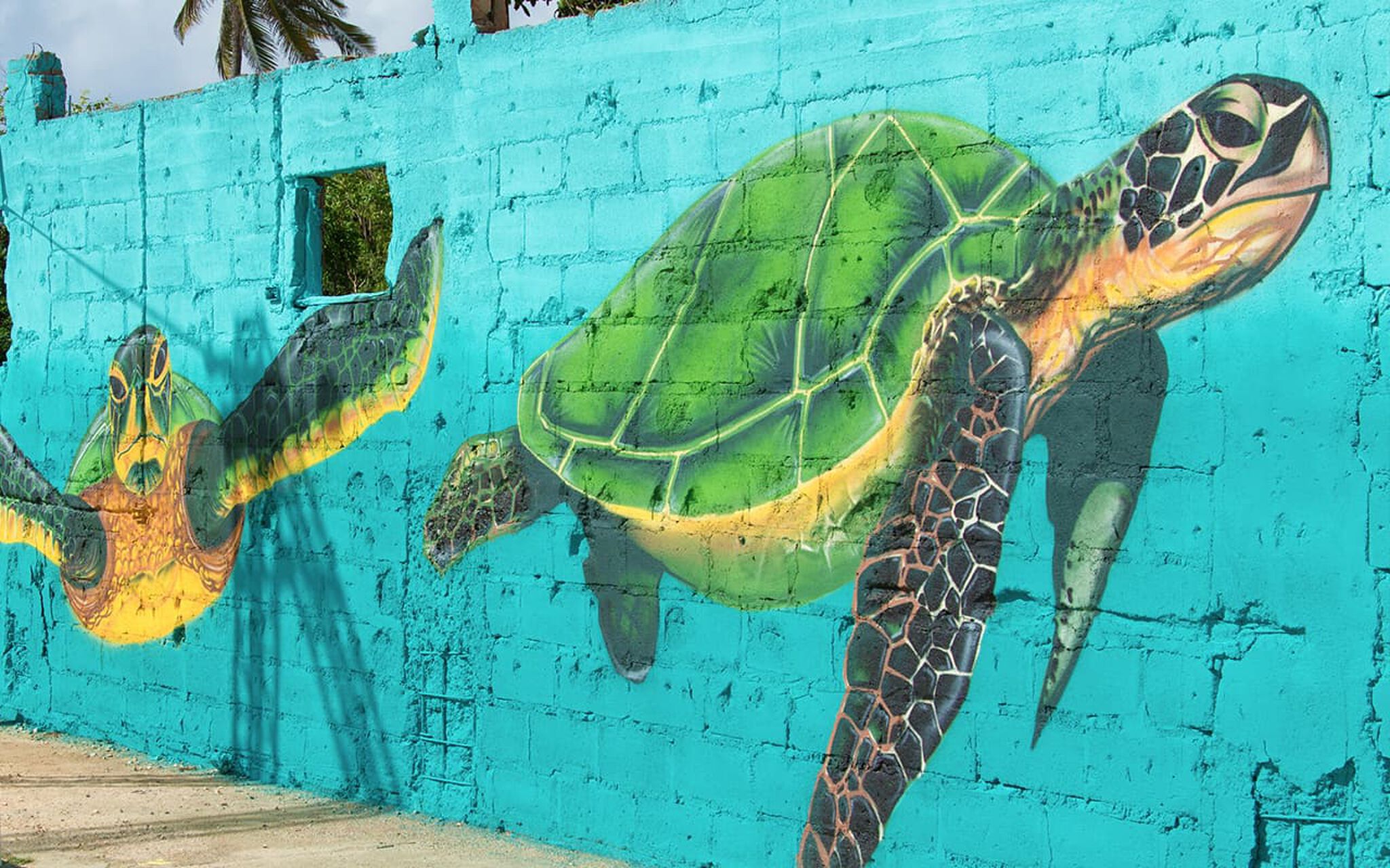 Ice One&mdash;Save The Turtles
