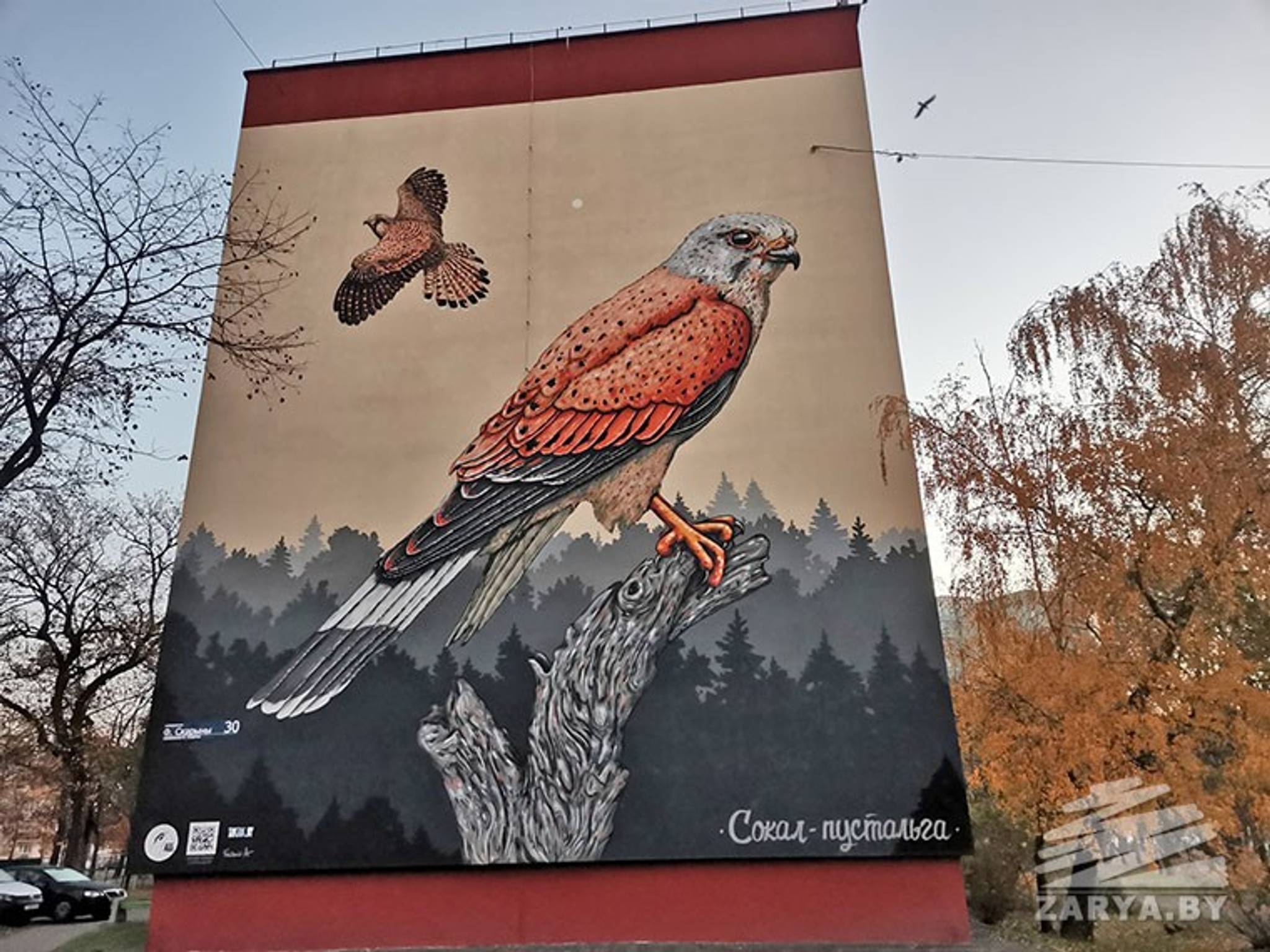 KONTRA (TAKTAK crew)&mdash;Common kestrel