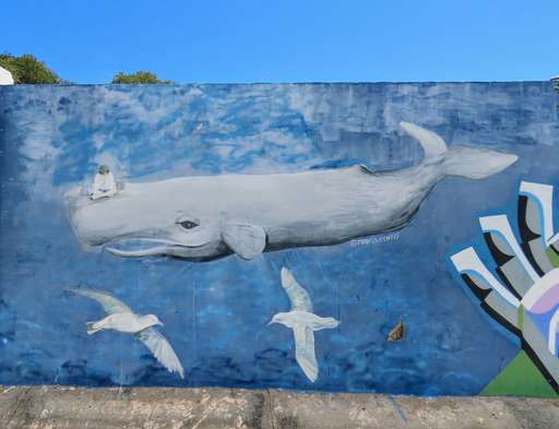 Ballena Cachalote