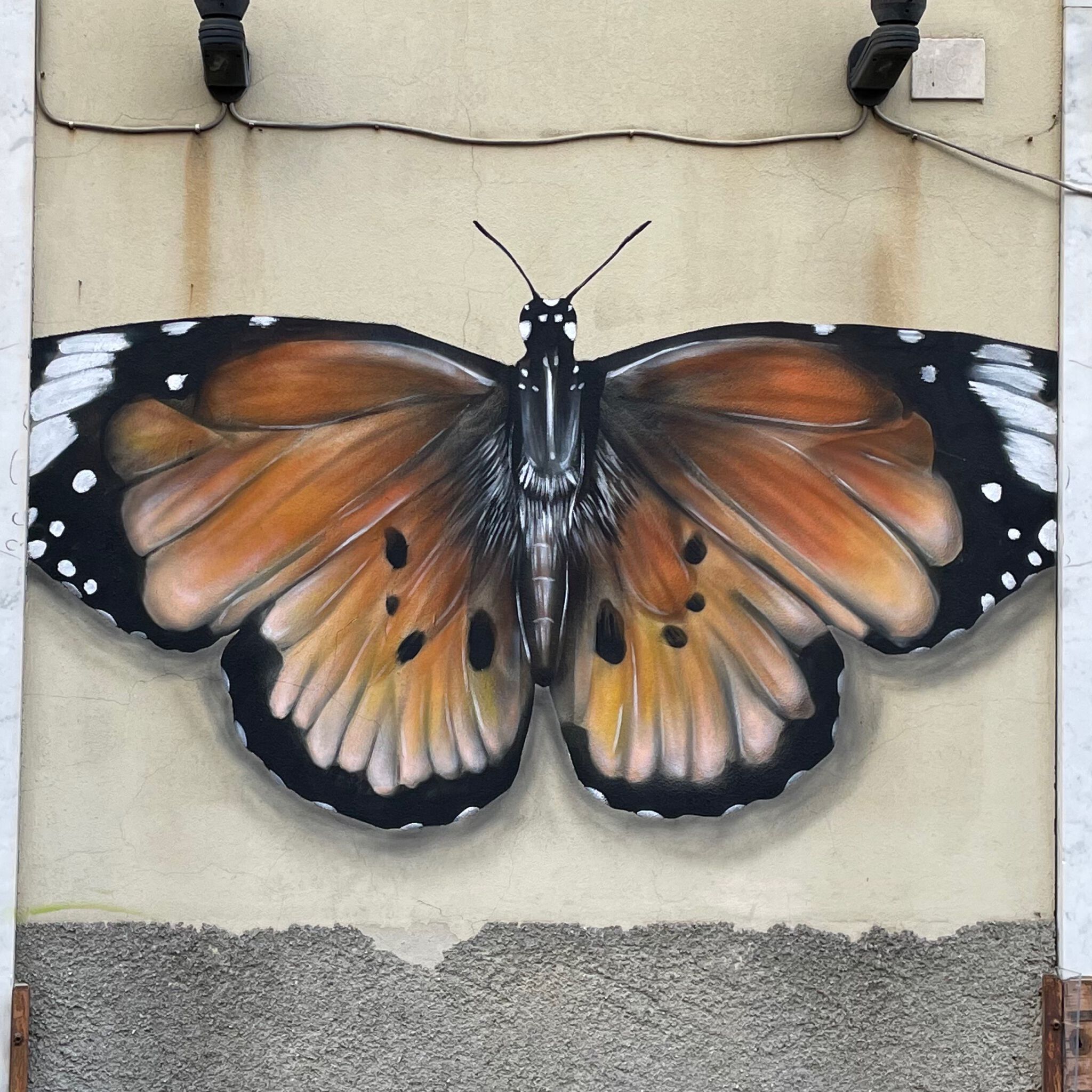 SoFreeSo&mdash;Butterfly