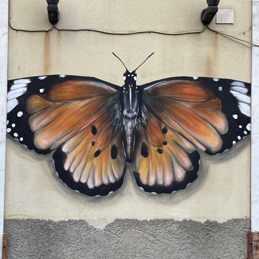 Butterfly